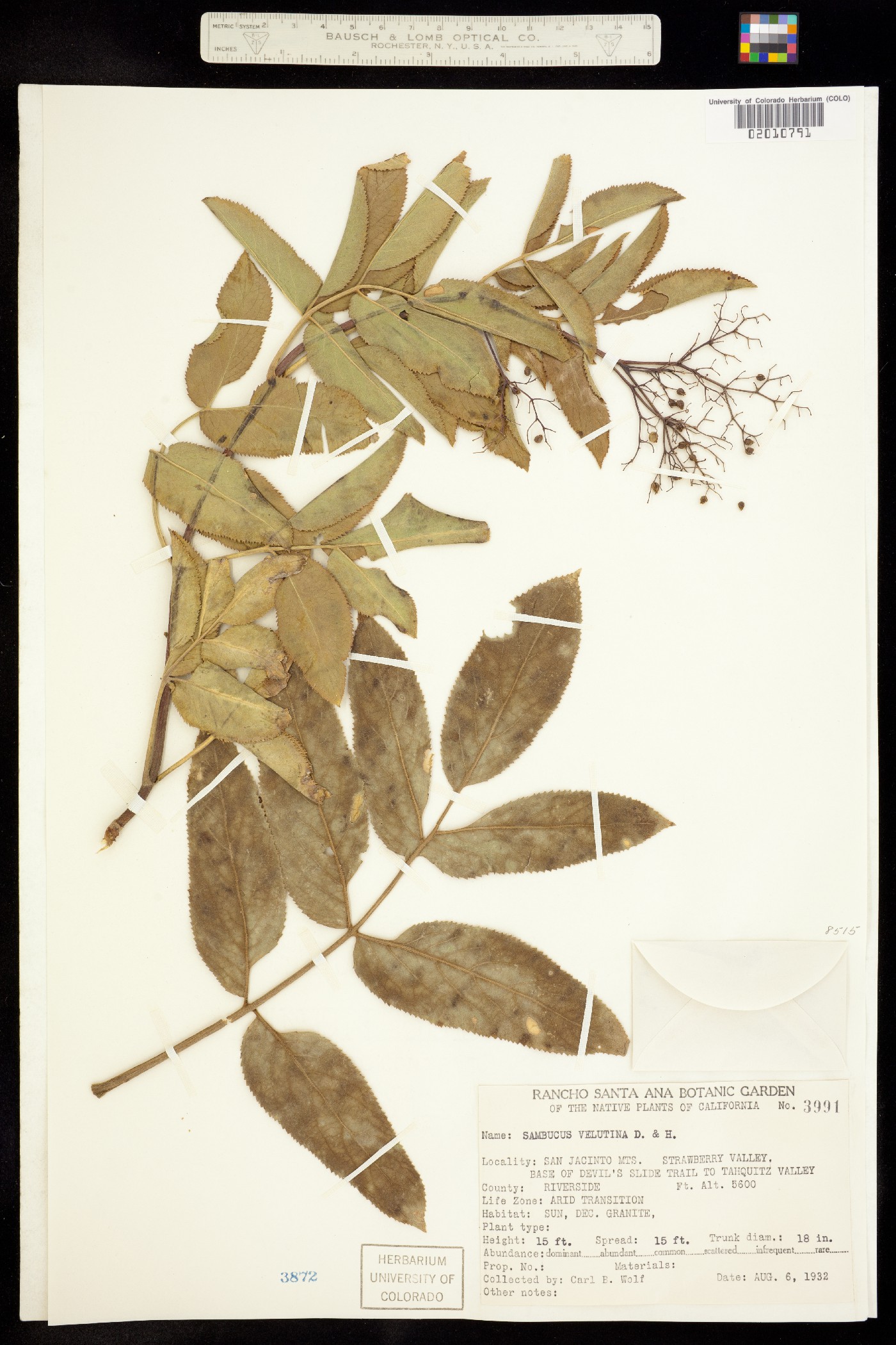 Sambucus nigra ssp. cerulea image