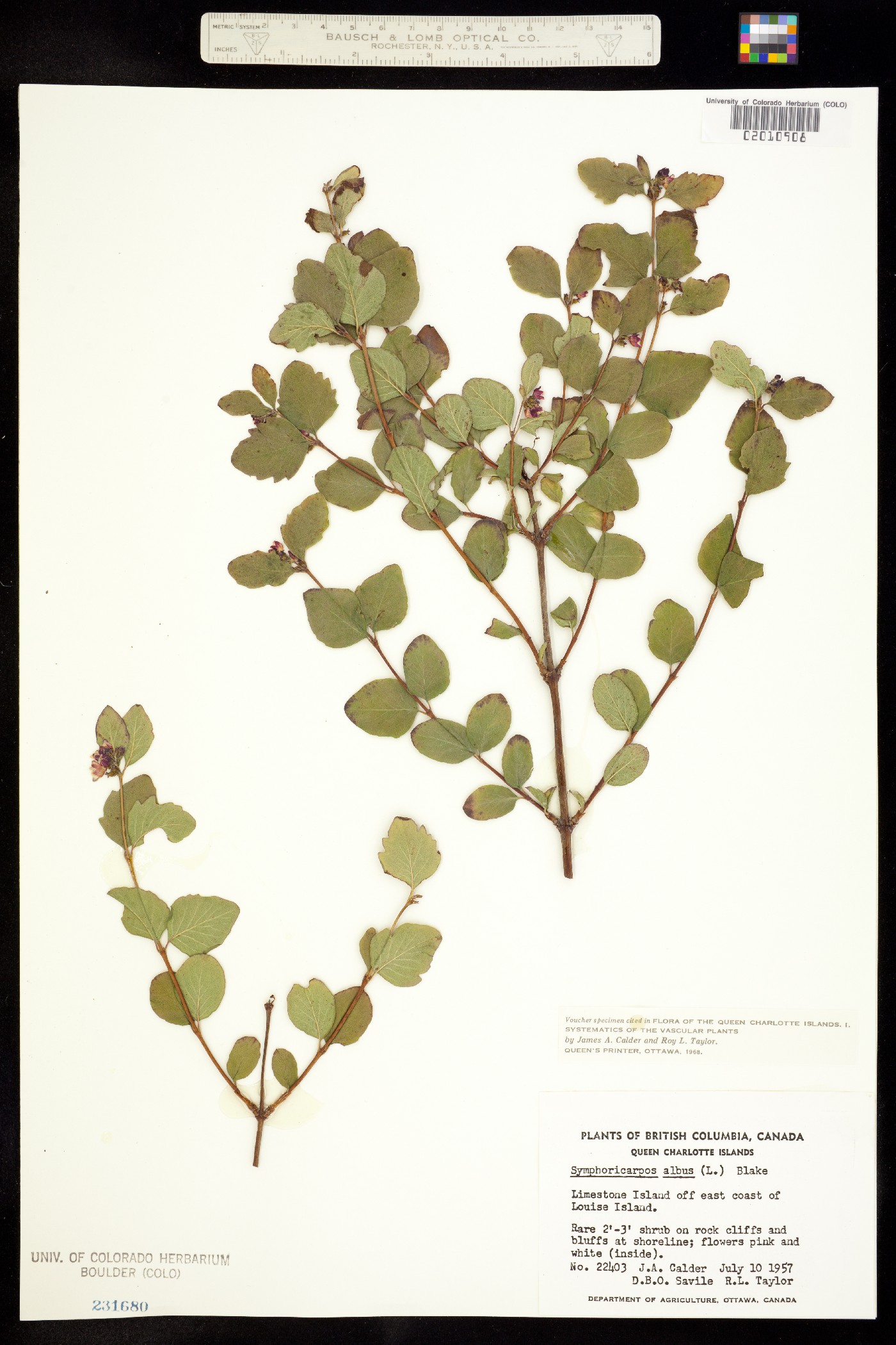 Symphoricarpos image