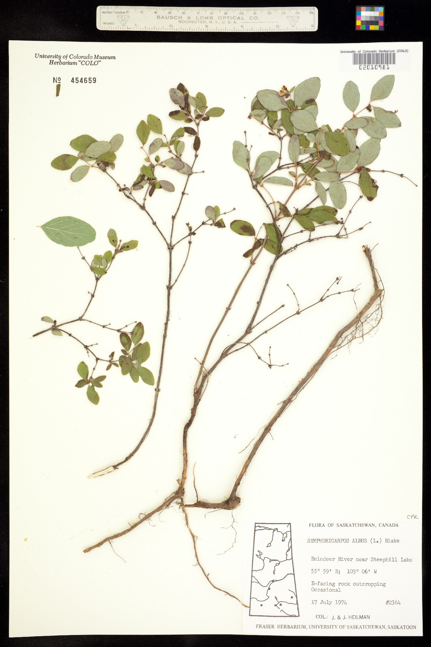 Symphoricarpos albus image
