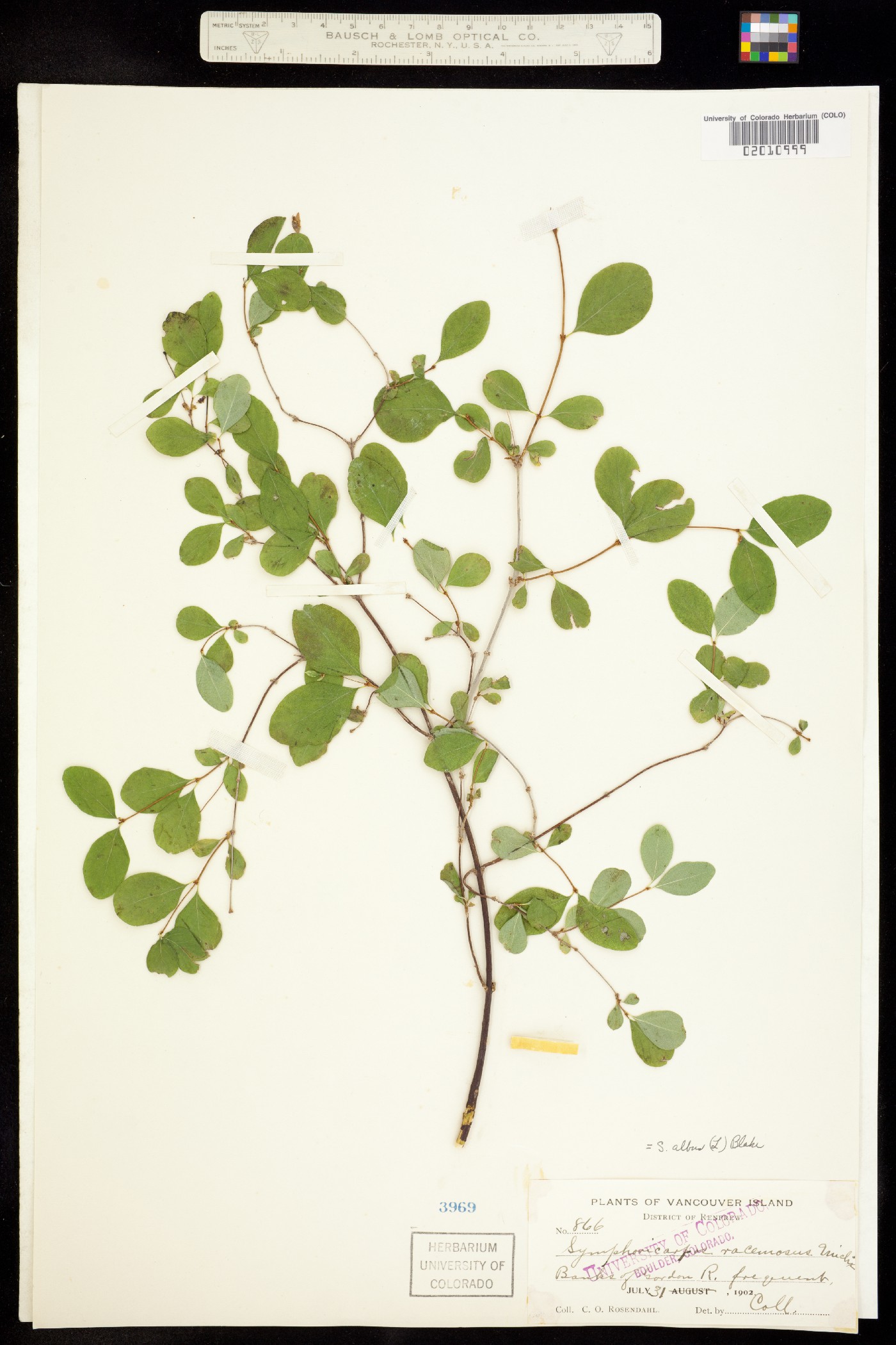 Symphoricarpos albus image