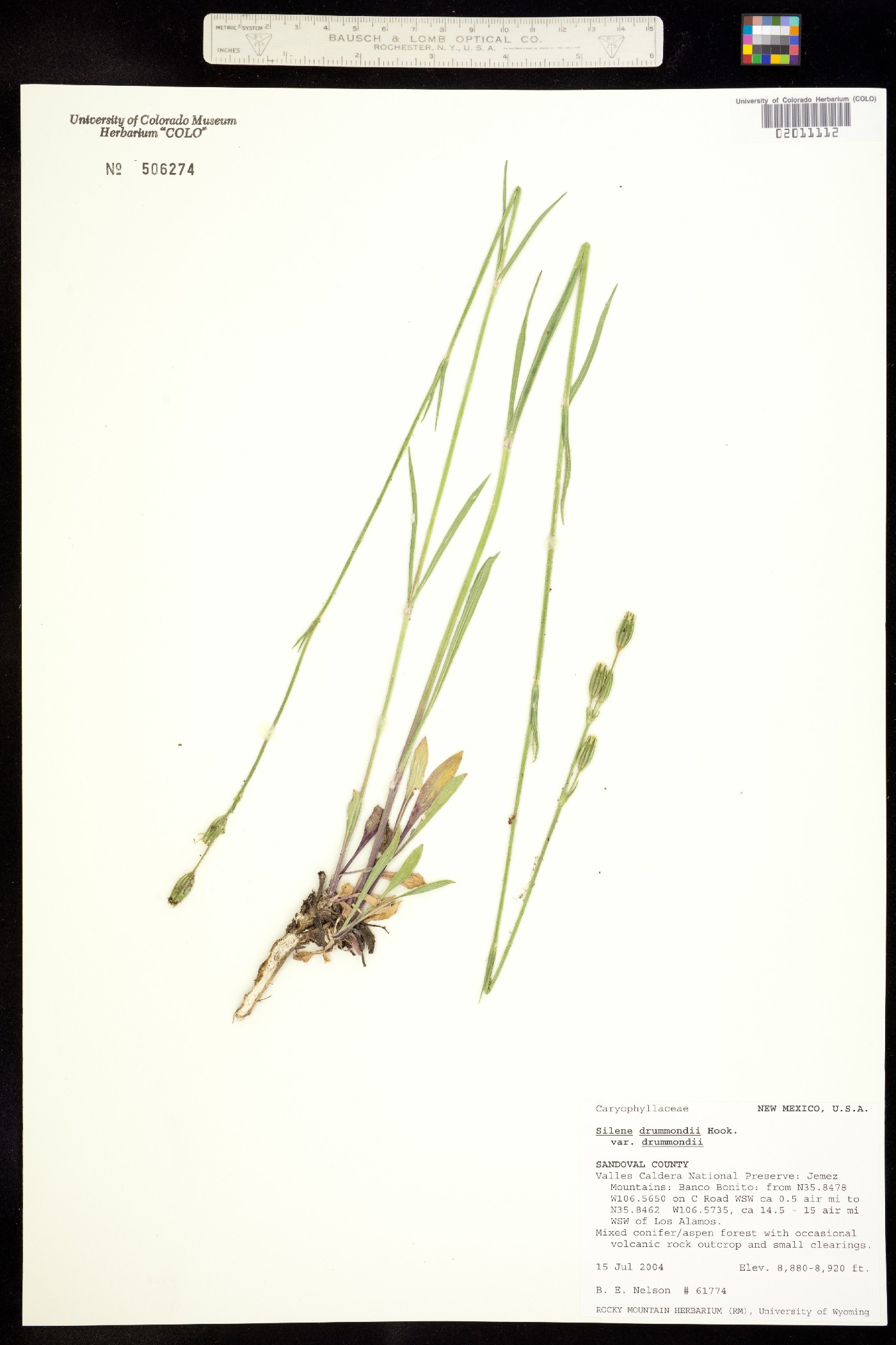 Gastrolychnis image
