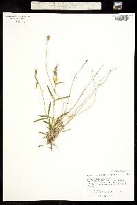 Image of Melandrium macrospermum