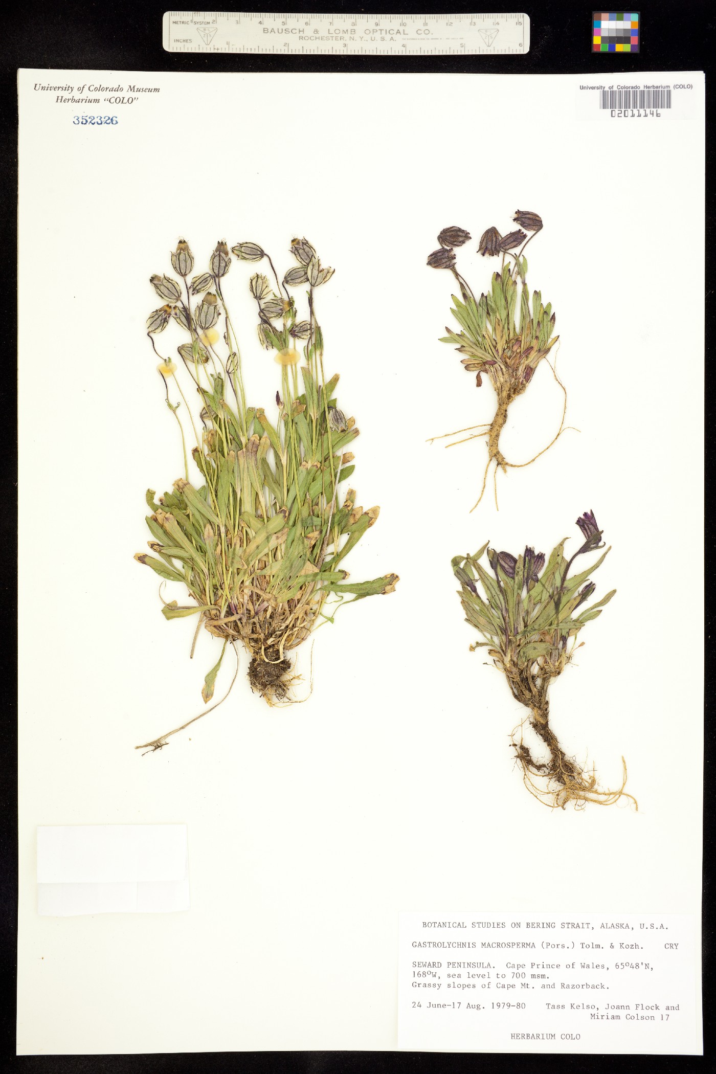 Silene soczaviana image