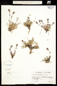 Silene uralensis ssp. porsildii image