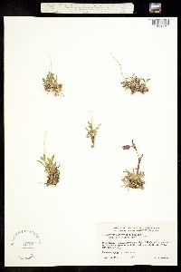 Silene uralensis ssp. porsildii image