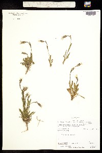 Silene uralensis subsp. uralensis image