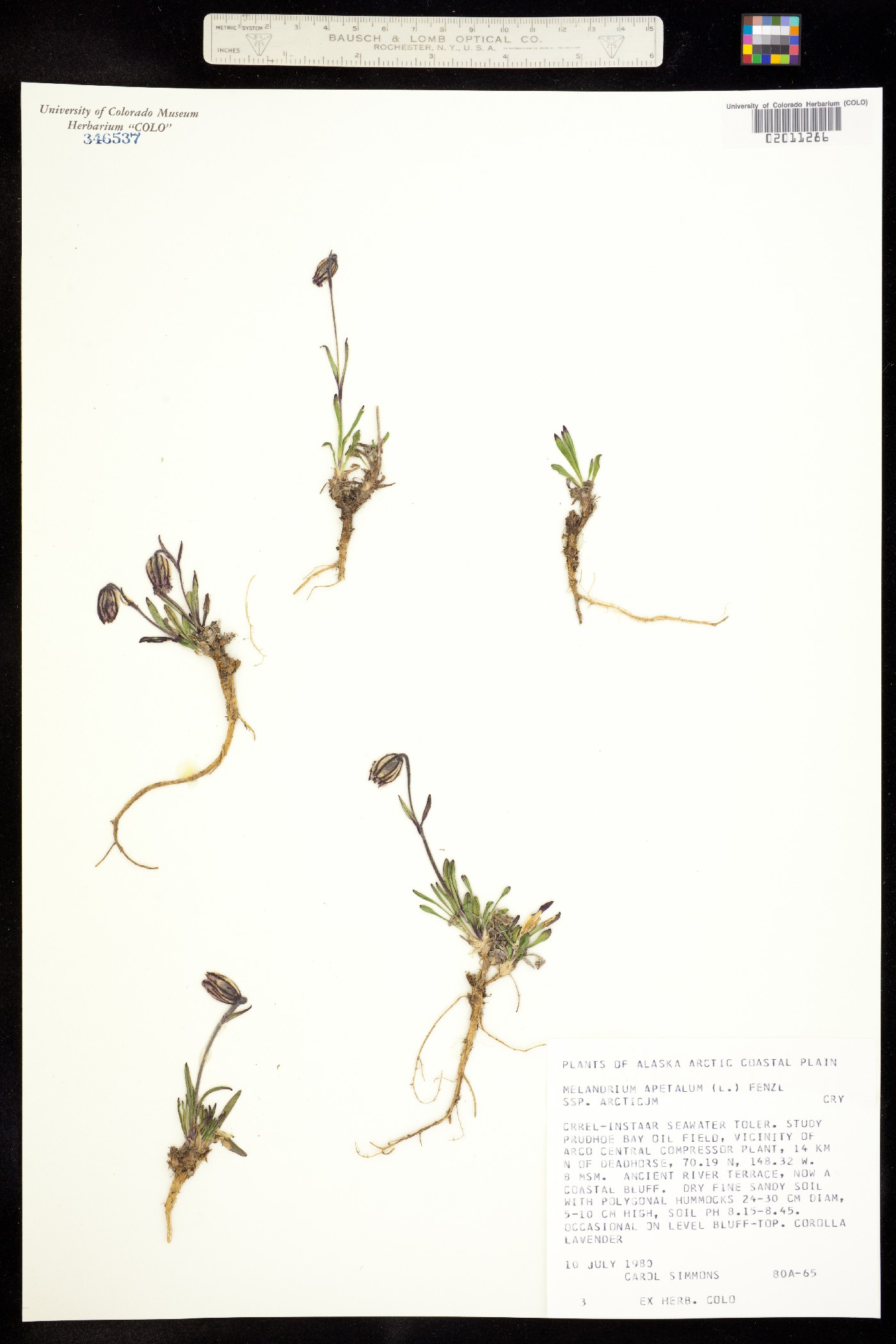 Gastrolychnis image
