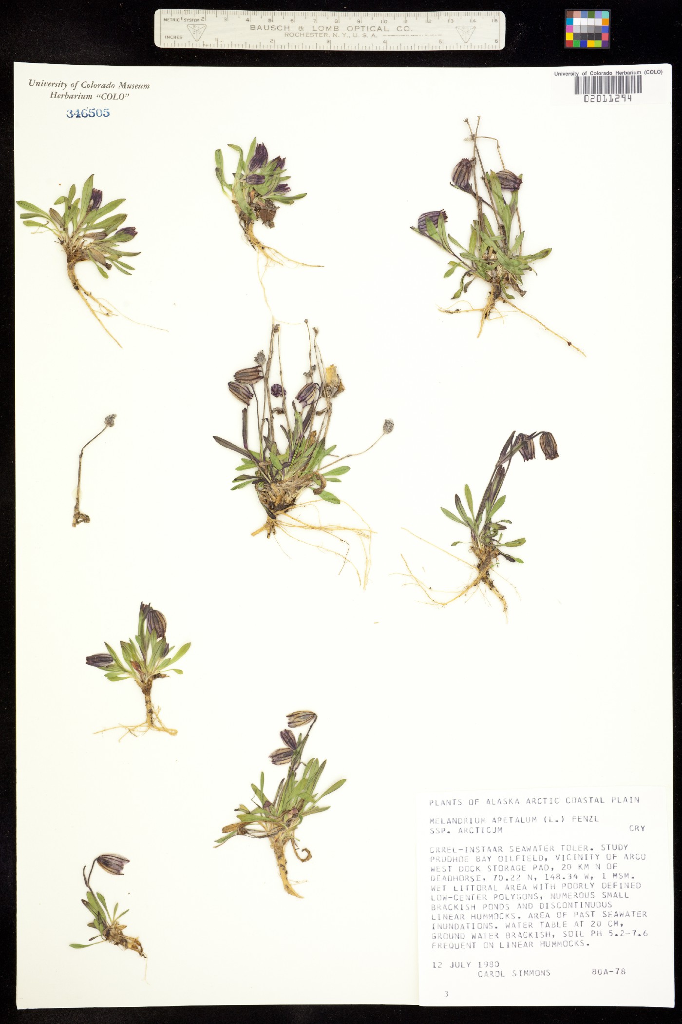 Silene uralensis ssp. uralensis image