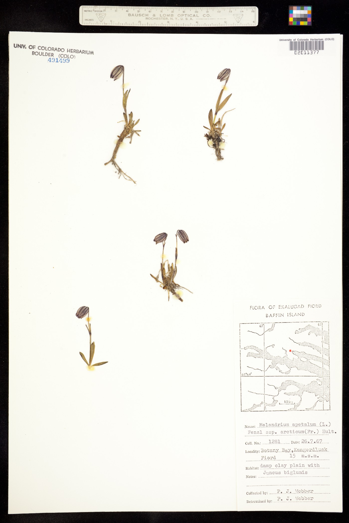 Silene uralensis subsp. uralensis image