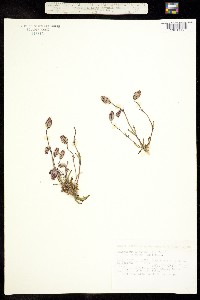 Silene uralensis ssp. uralensis image