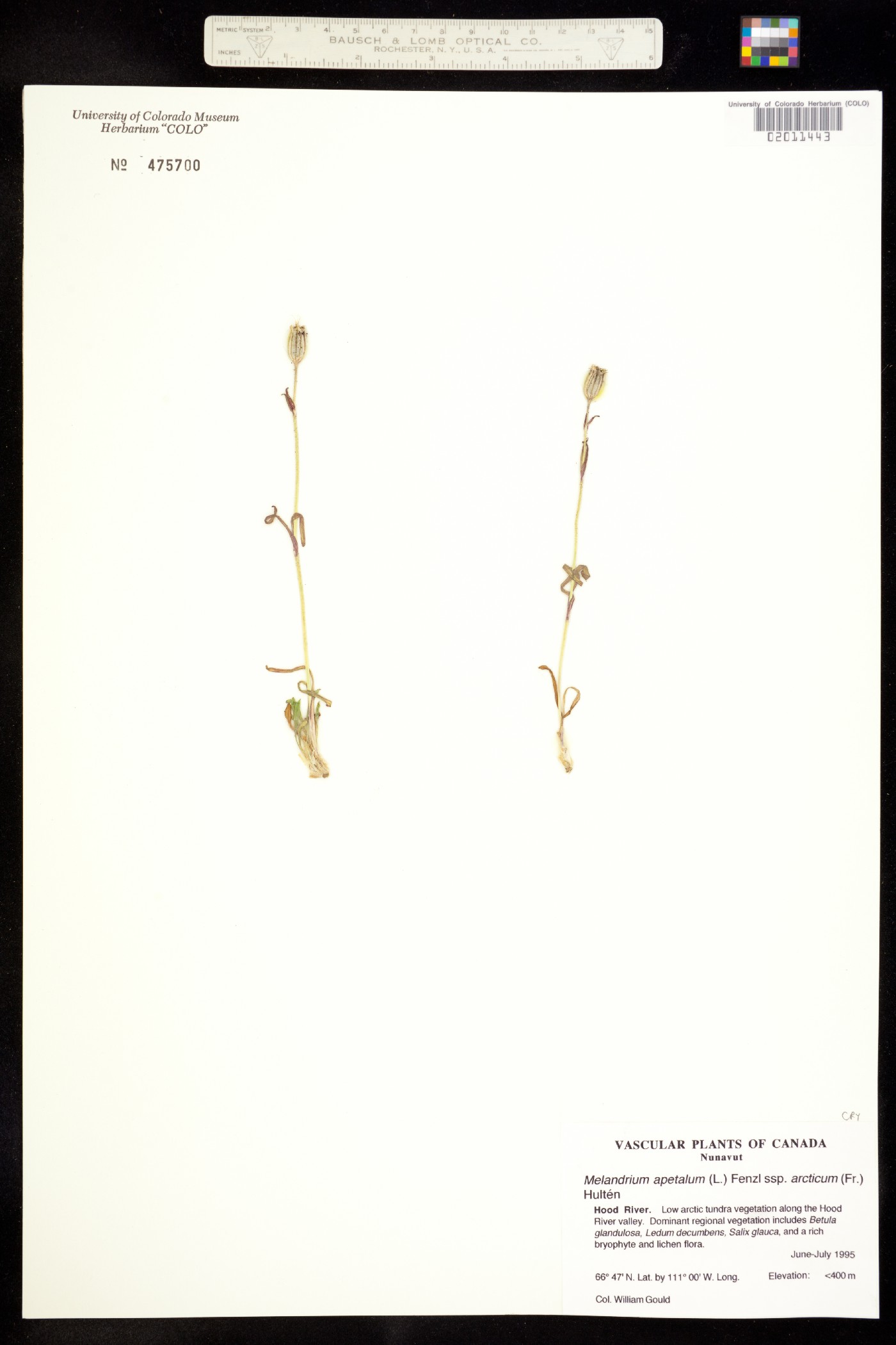 Silene uralensis ssp. uralensis image