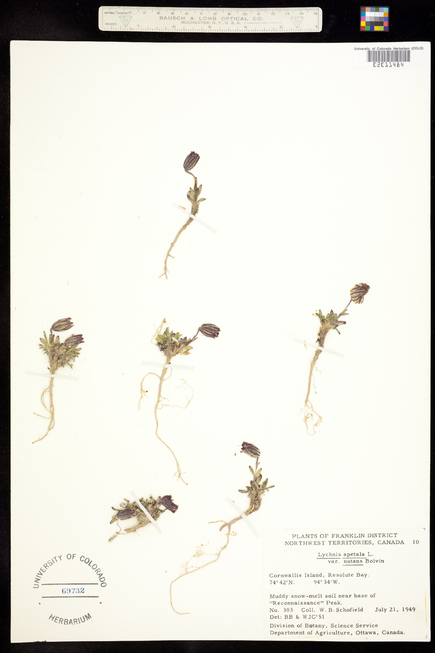 Silene uralensis image