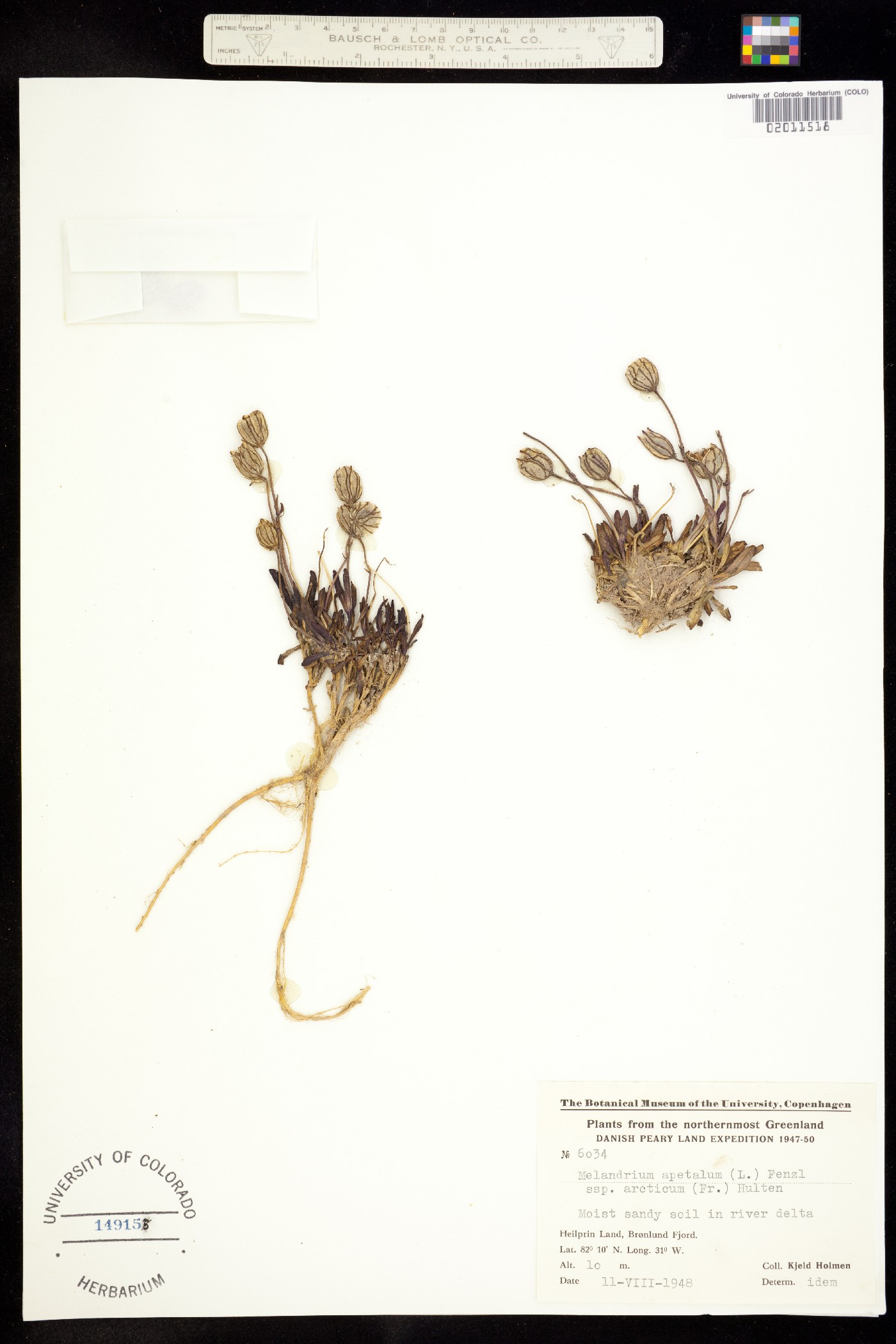 Silene uralensis ssp. uralensis image