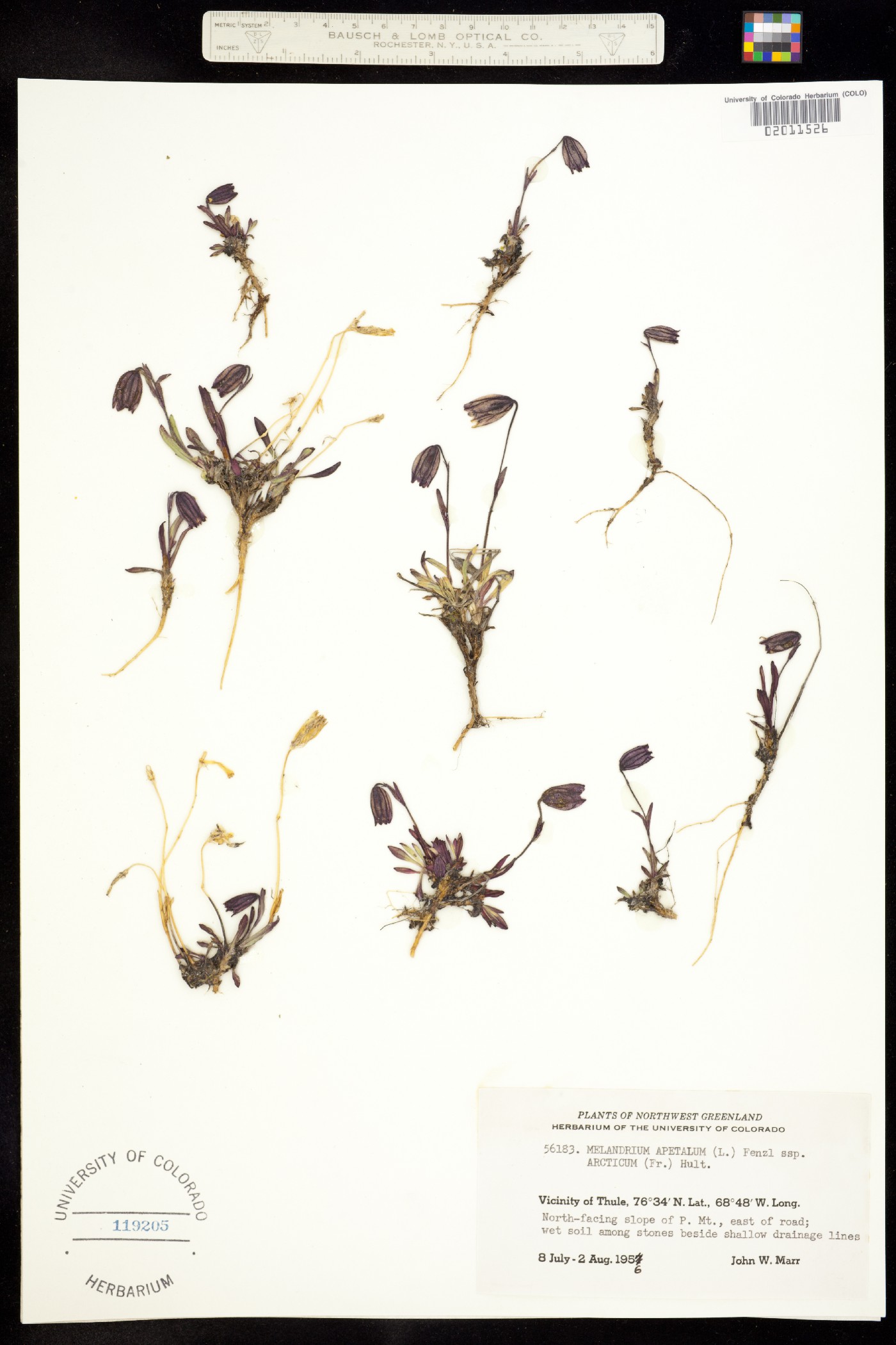 Silene uralensis ssp. uralensis image