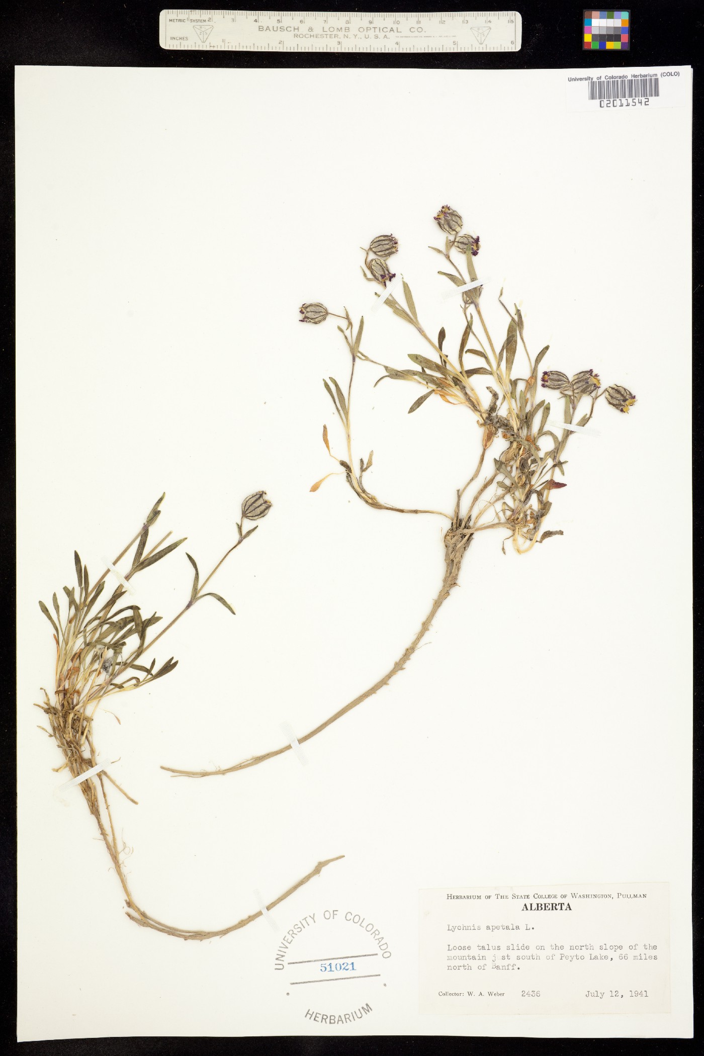Silene uralensis ssp. uralensis image