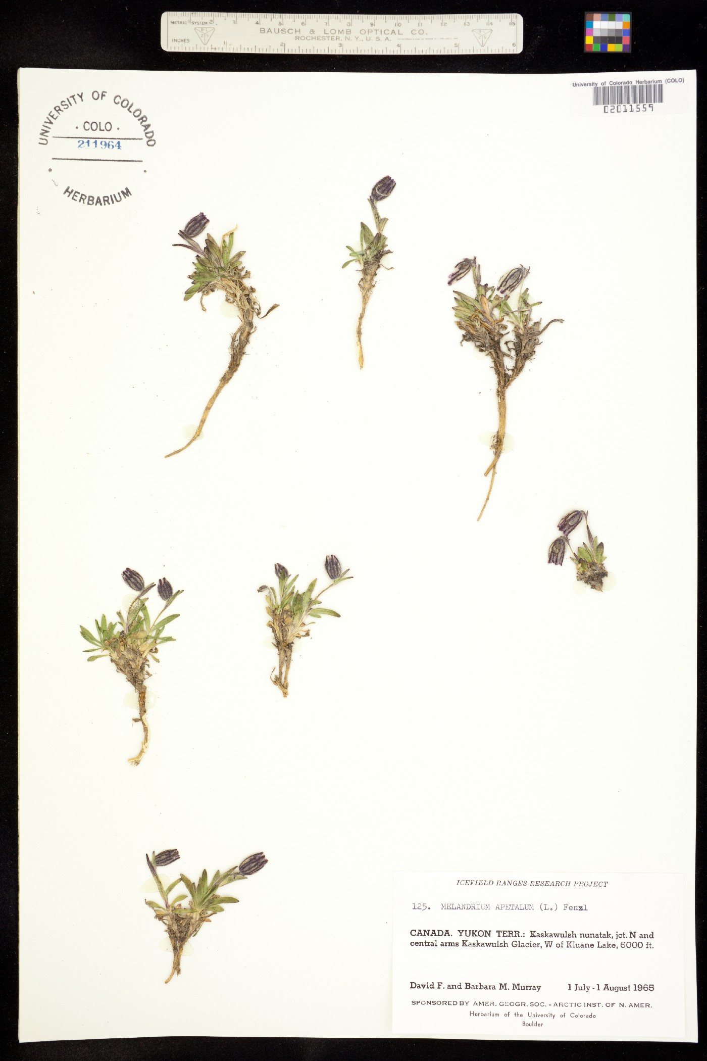 Silene uralensis ssp. uralensis image