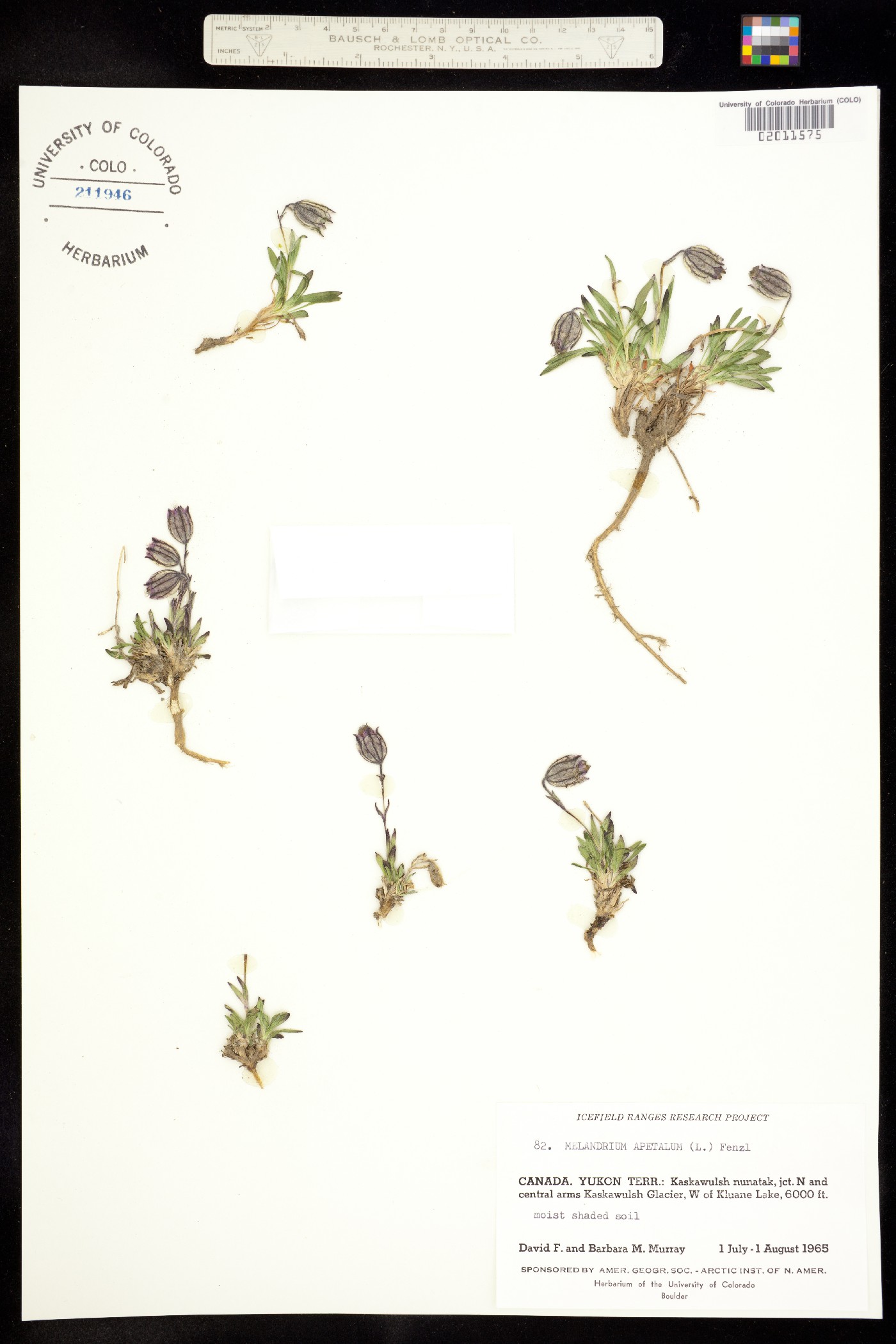 Silene uralensis ssp. uralensis image