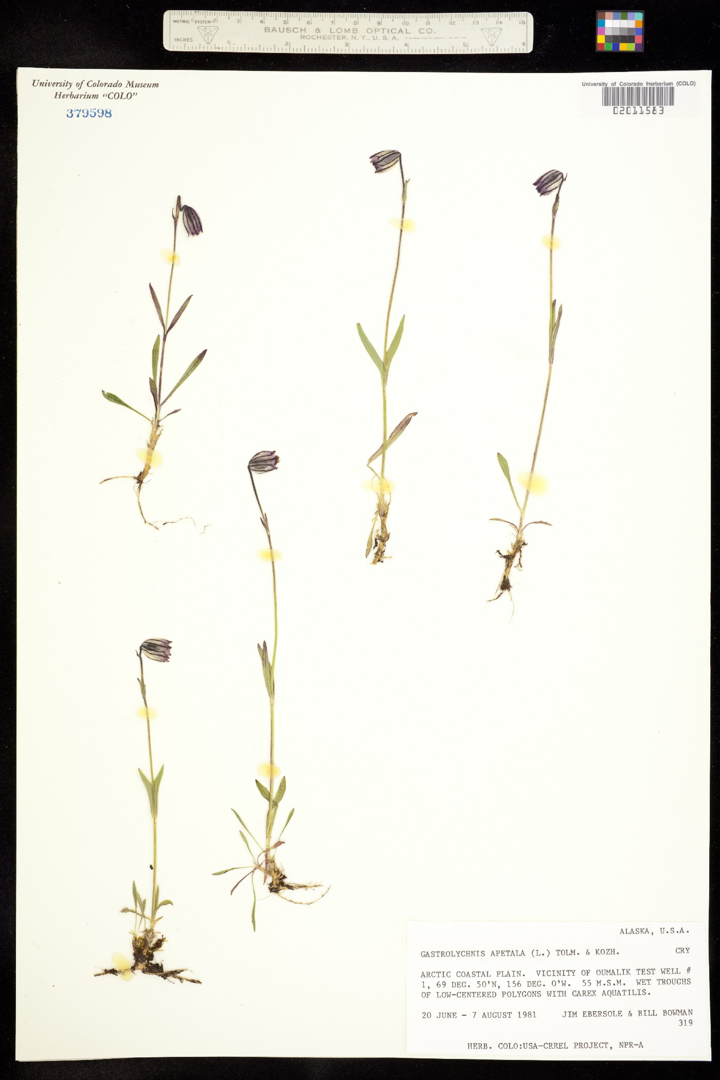 Silene uralensis ssp. uralensis image