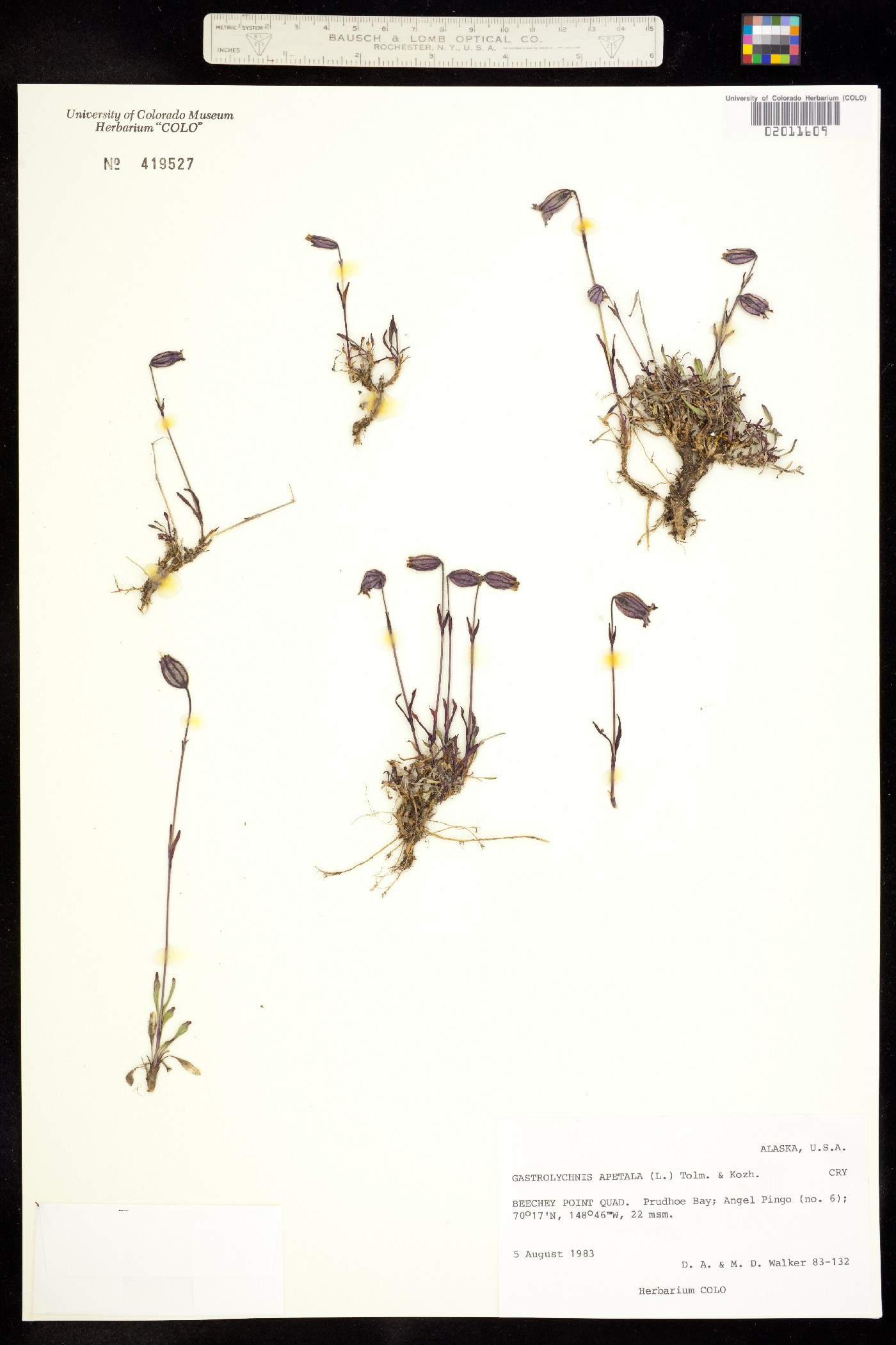 Silene uralensis ssp. uralensis image