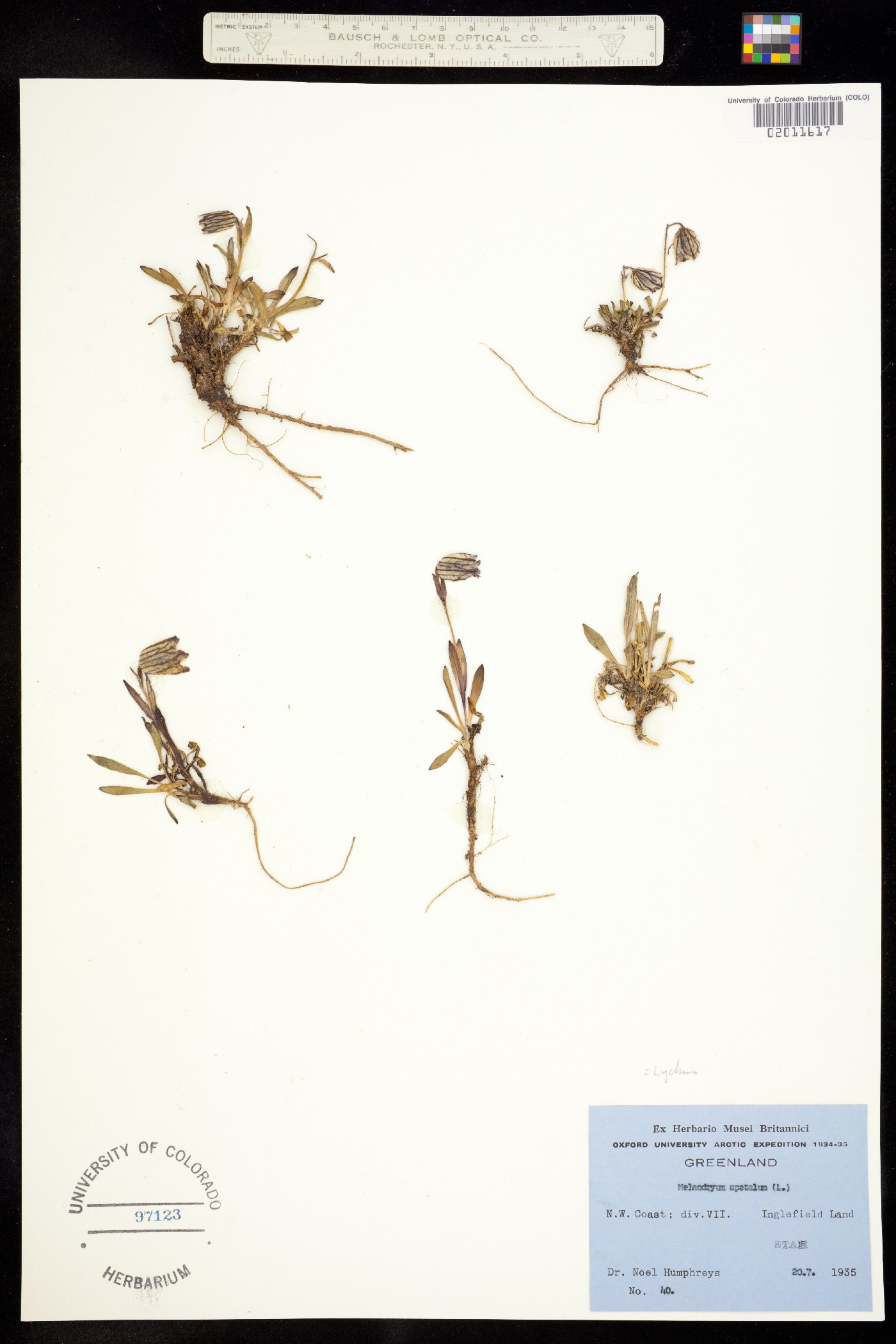 Silene uralensis ssp. uralensis image