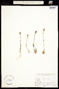 Silene uralensis ssp. uralensis image