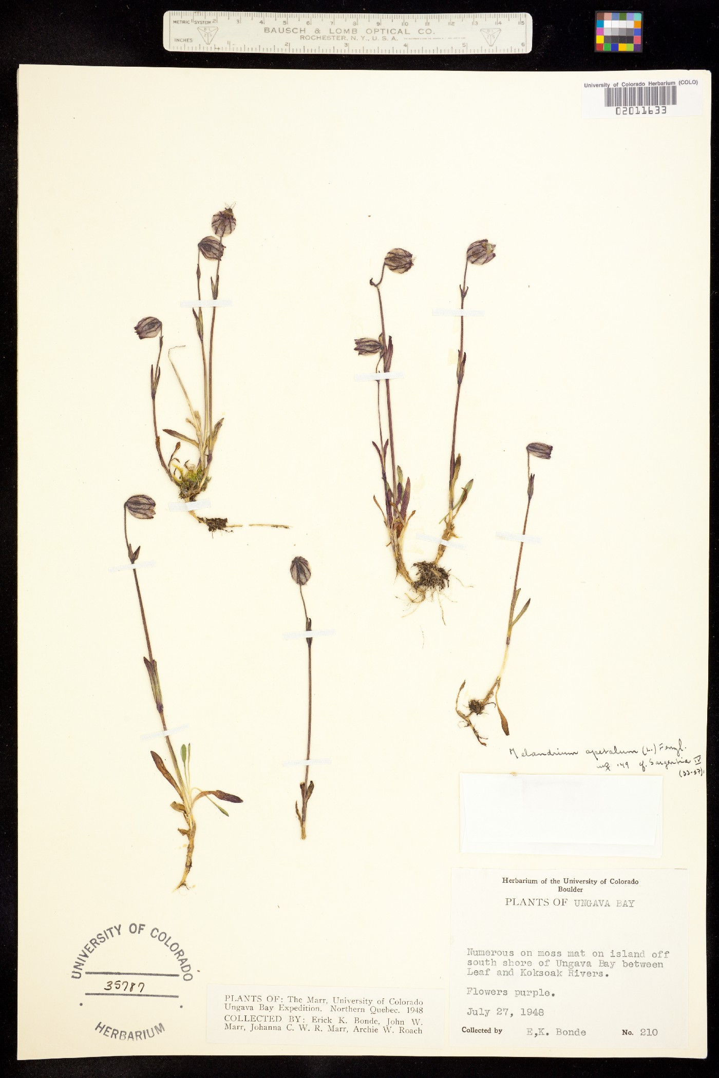 Silene uralensis image