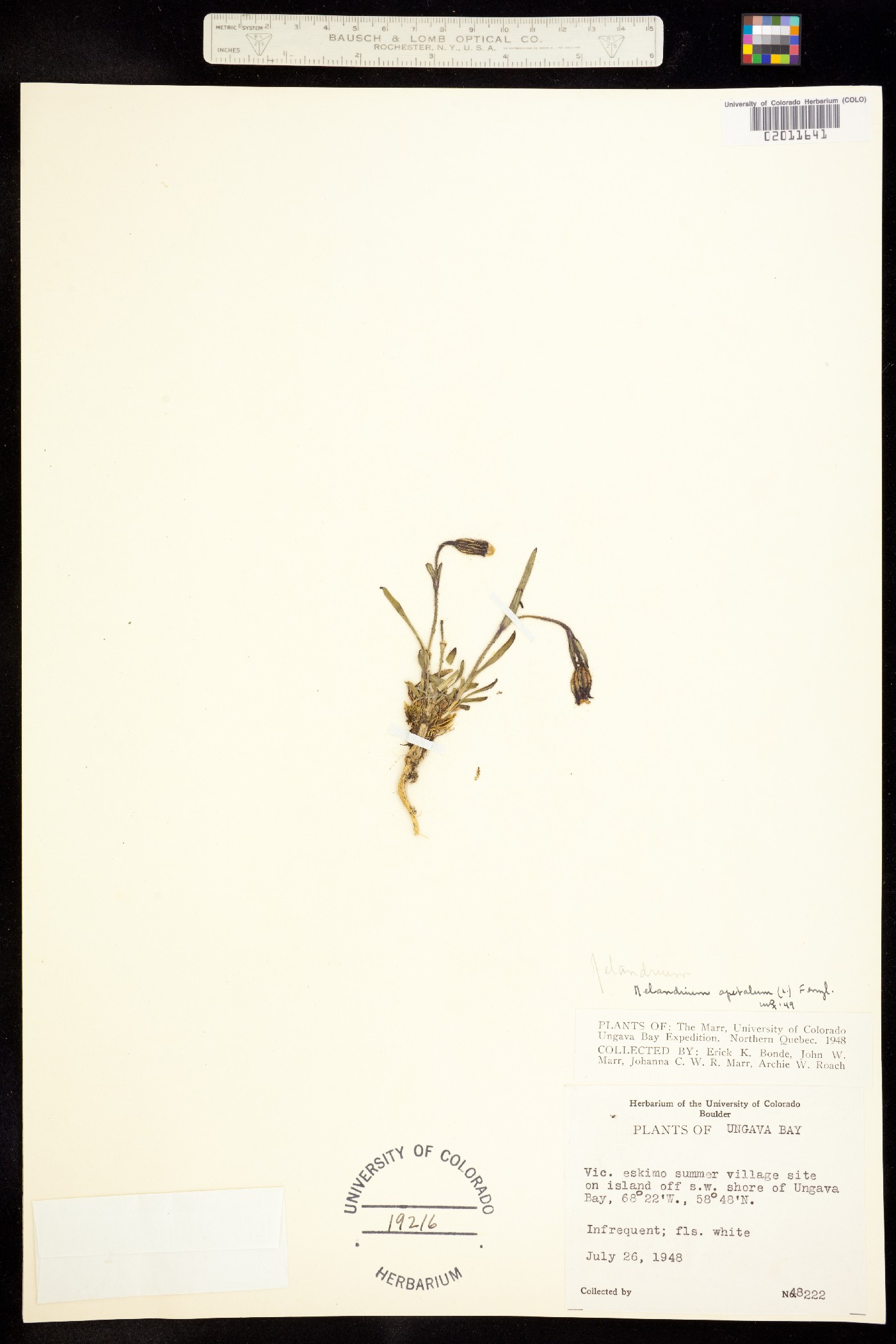 Silene uralensis ssp. uralensis image
