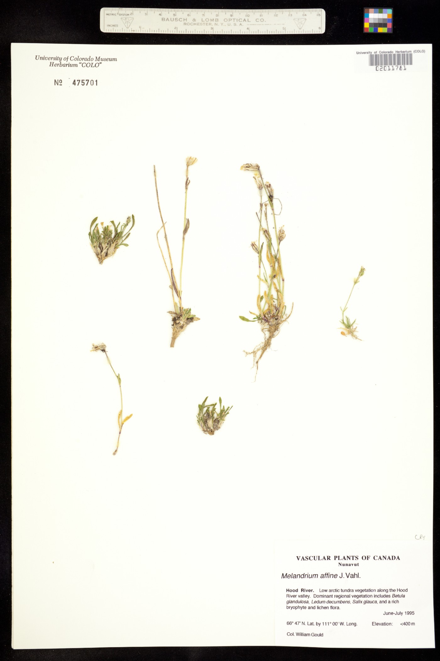 Silene involucrata ssp. involucrata image