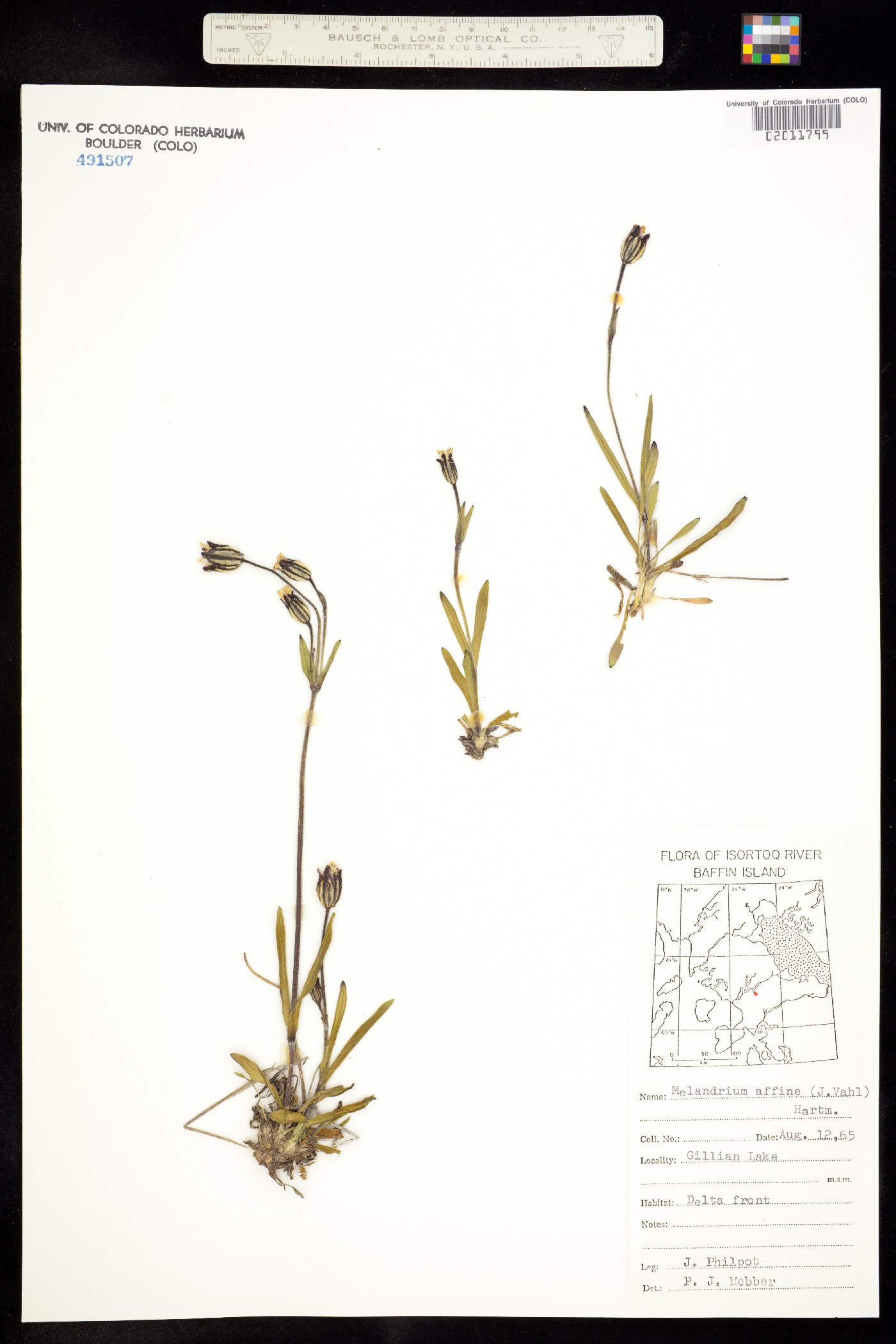 Silene involucrata ssp. involucrata image