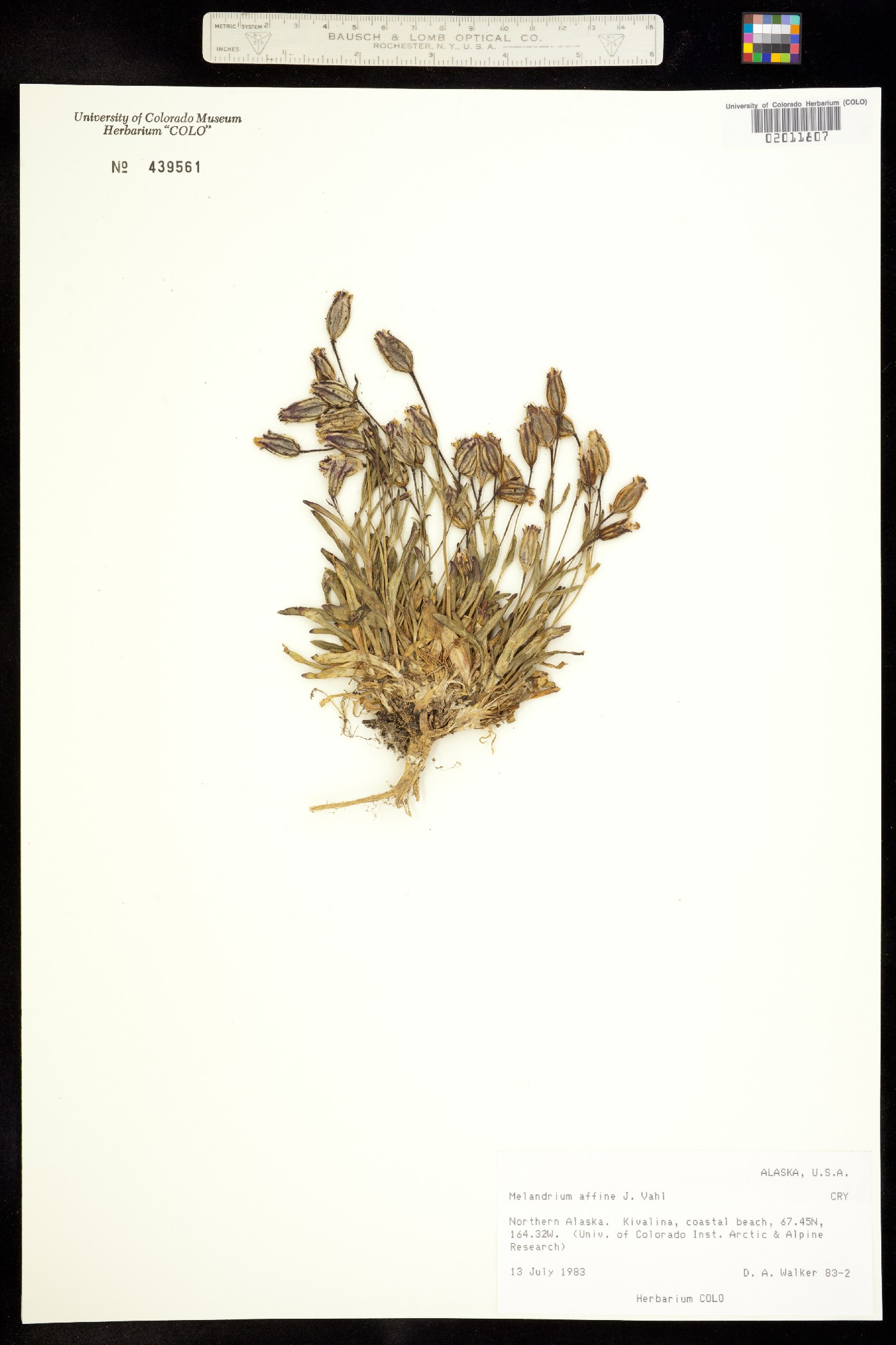 Silene involucrata image