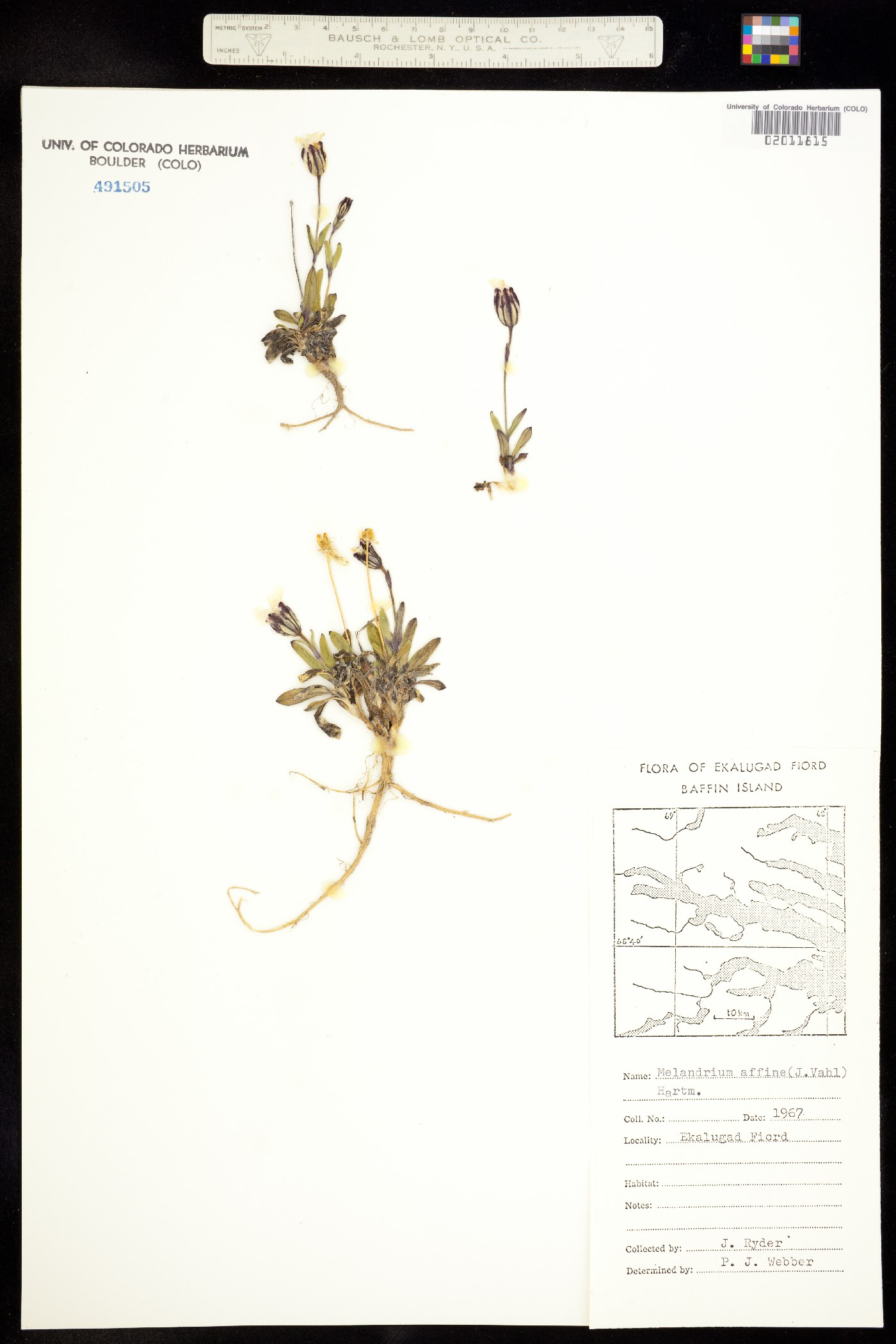 Silene involucrata ssp. involucrata image