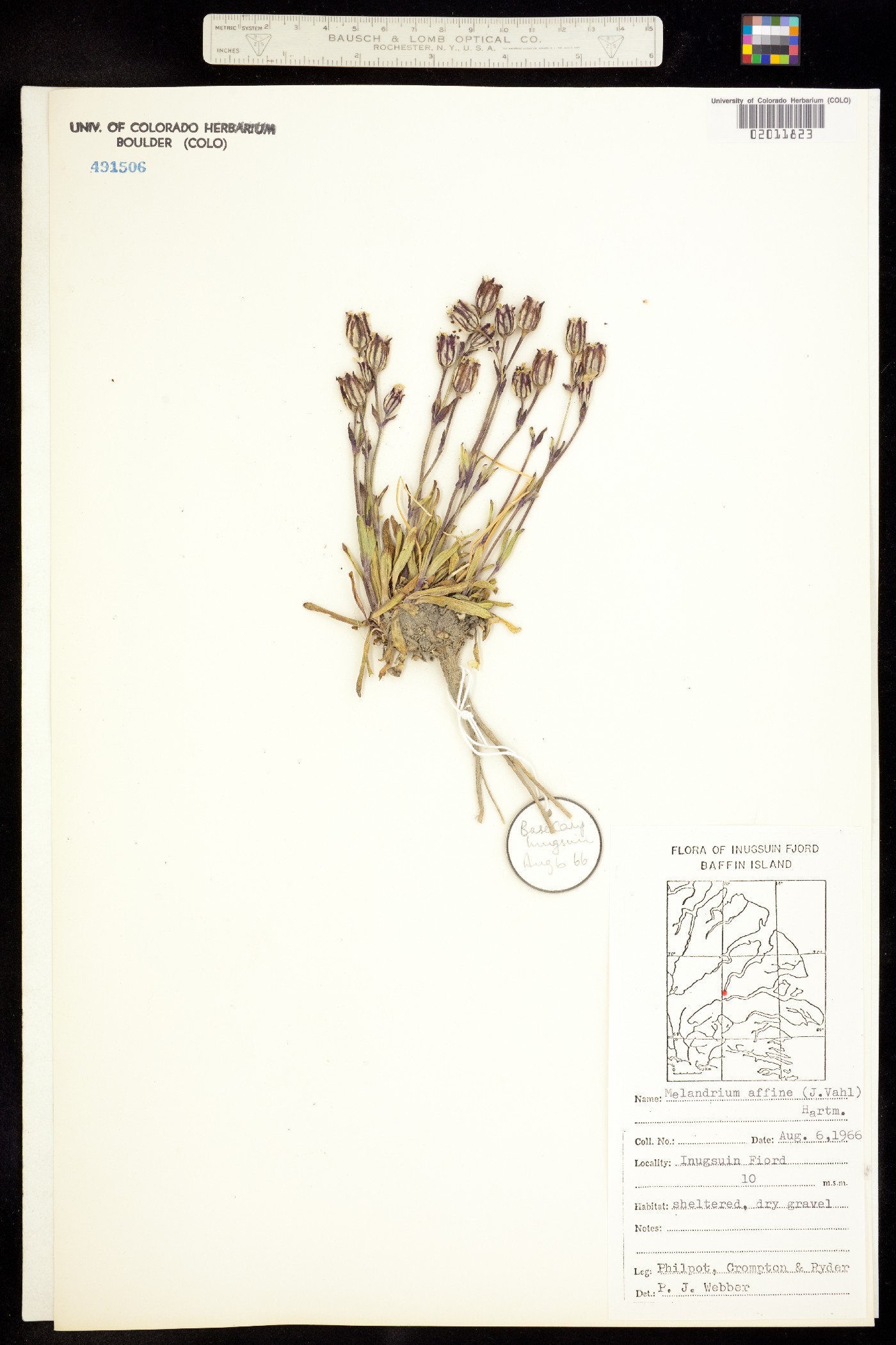 Silene involucrata ssp. involucrata image