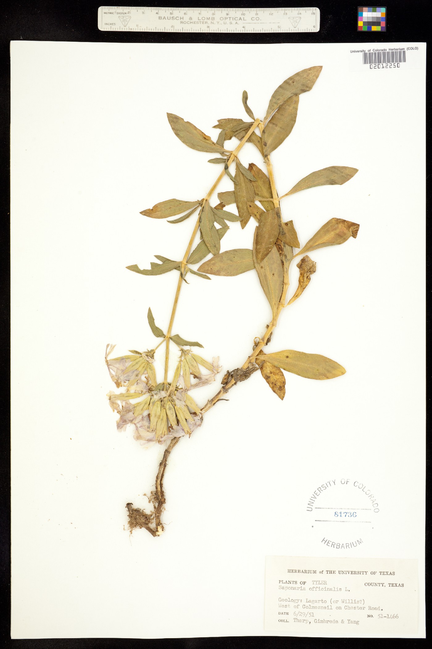 Saponaria image
