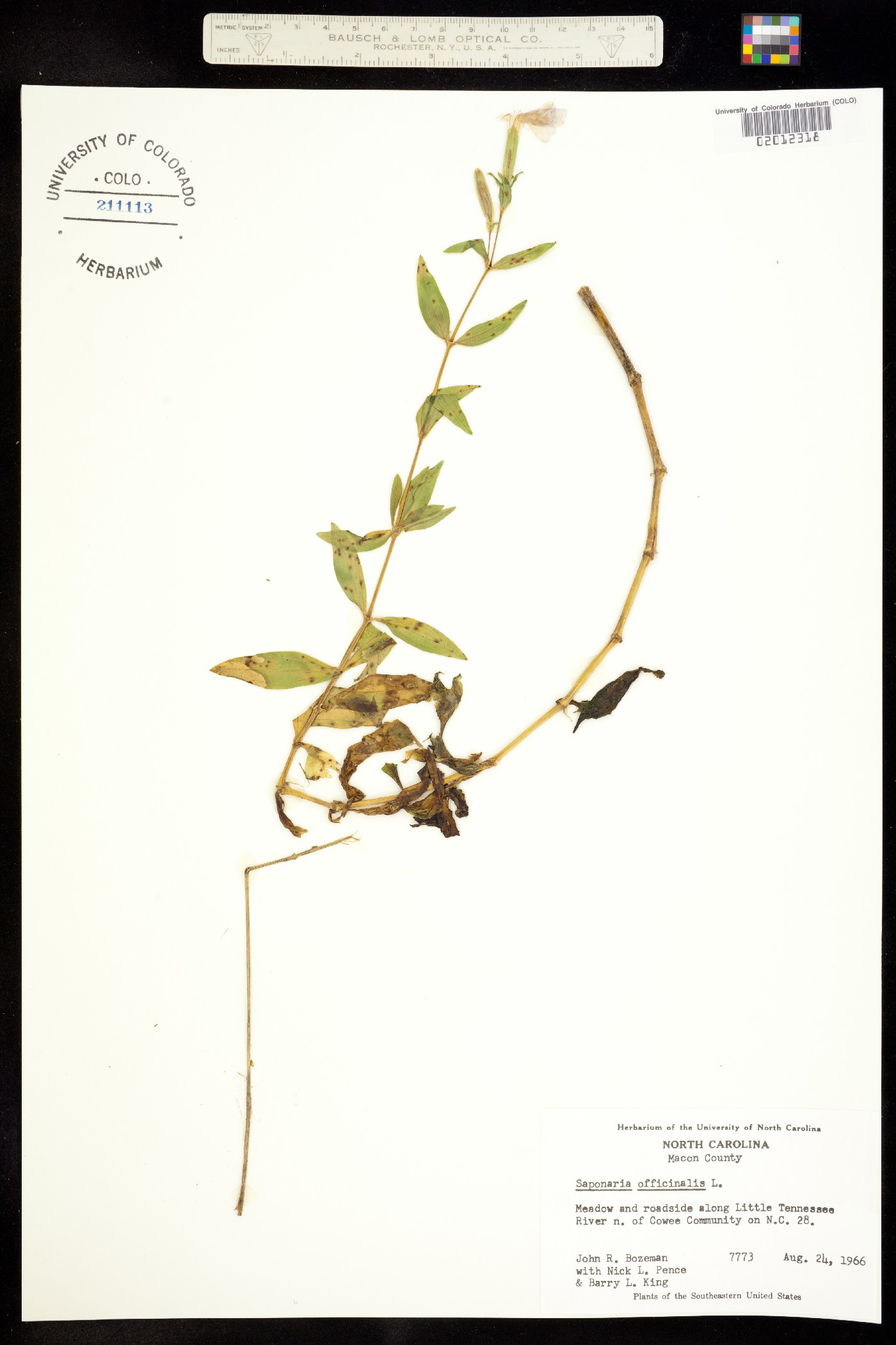 Caryophyllaceae image