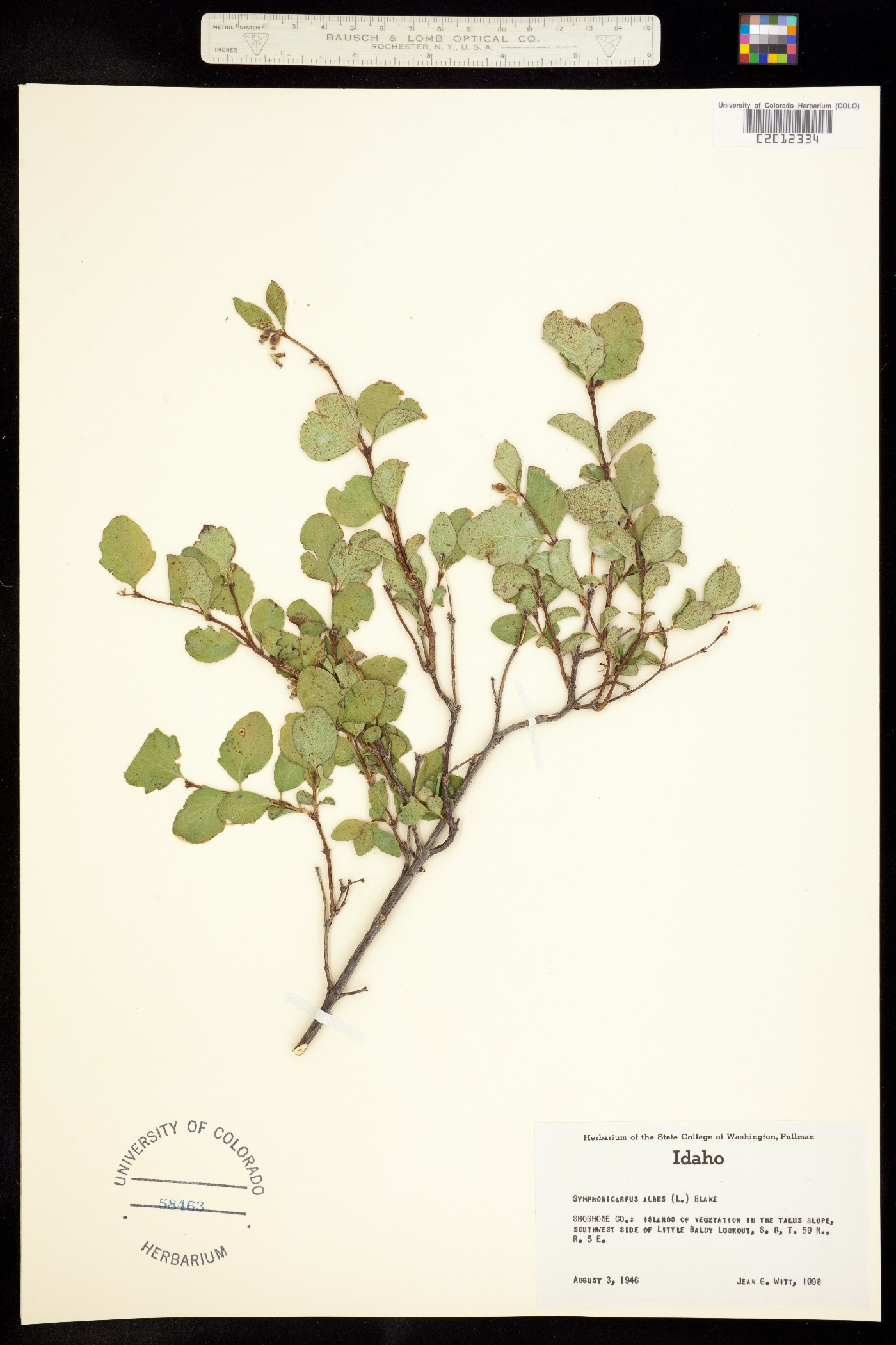 Symphoricarpos albus image