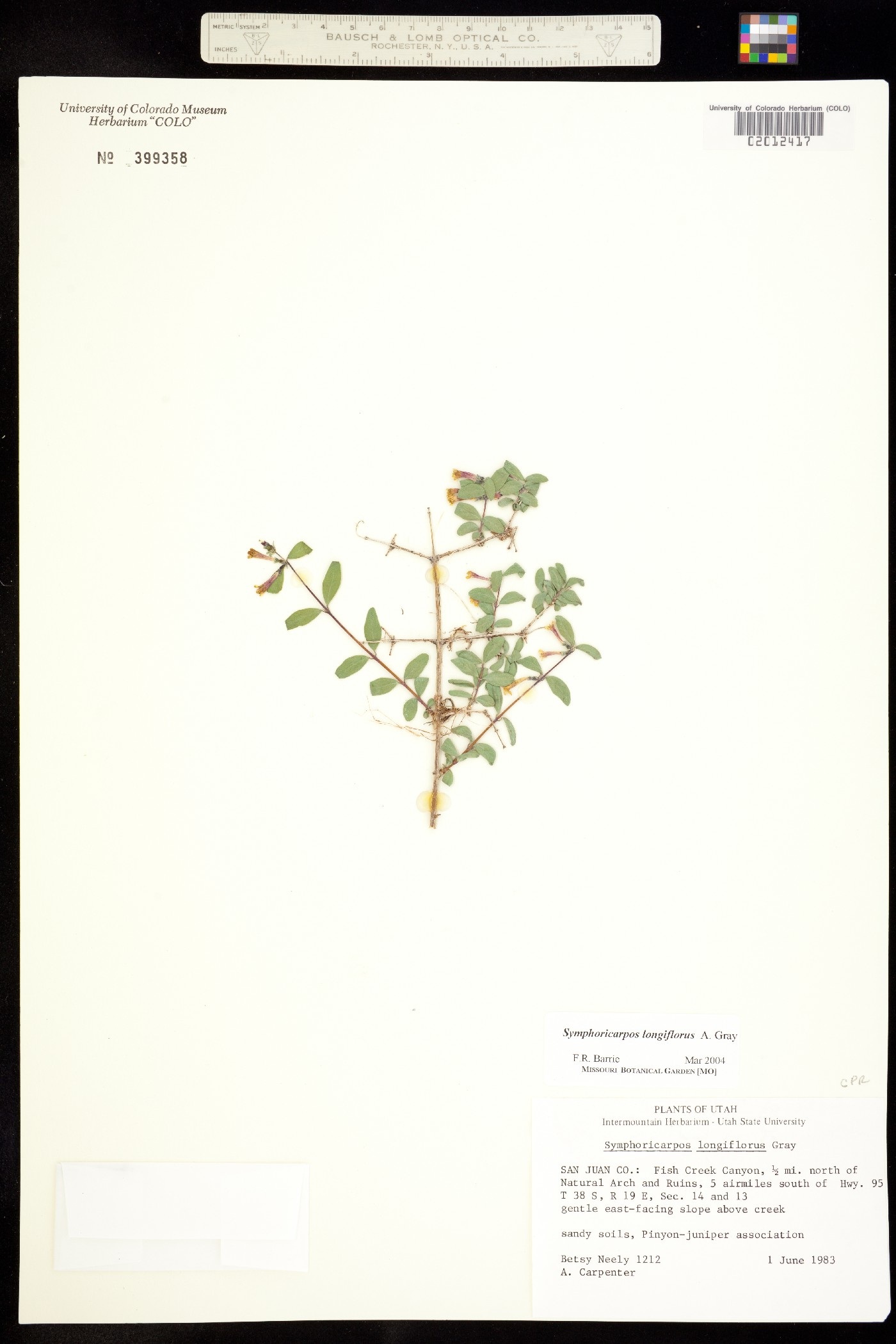 Symphoricarpos longiflorus image
