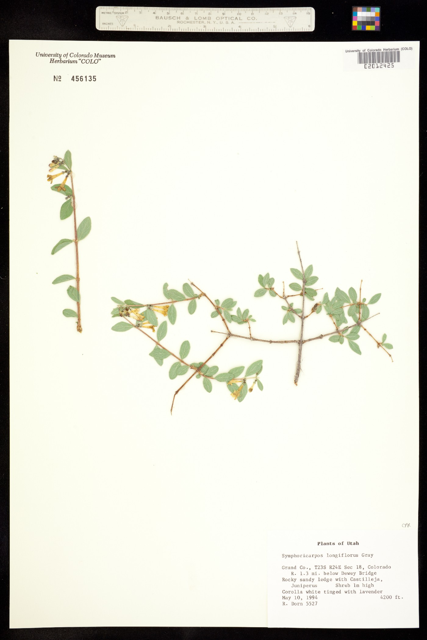 Symphoricarpos longiflorus image
