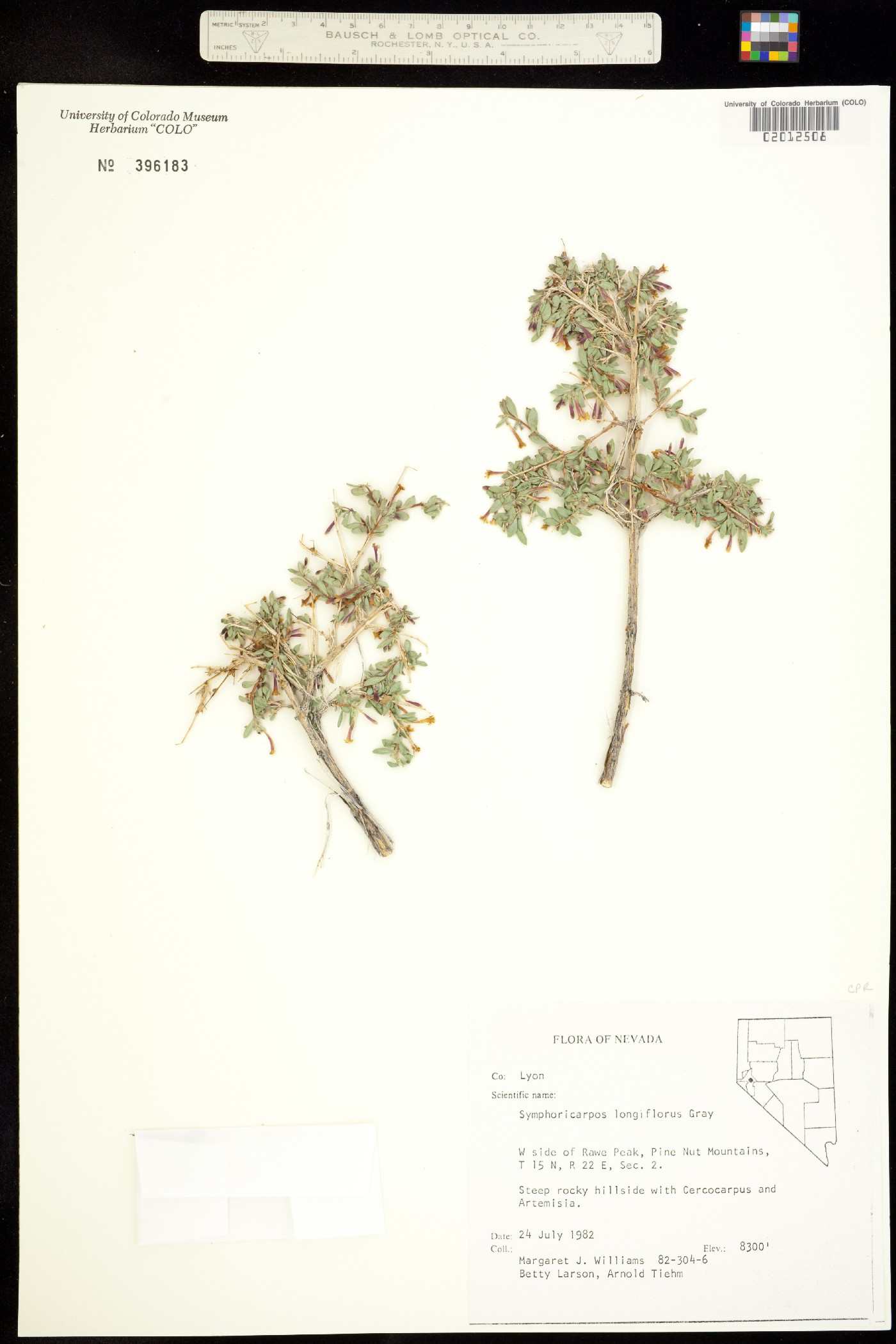 Symphoricarpos longiflorus image