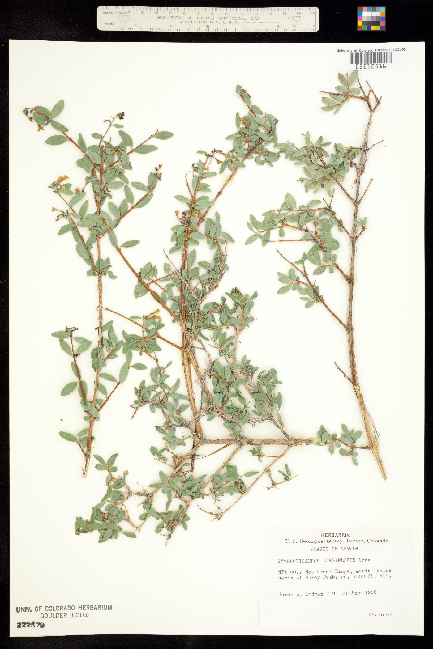 Symphoricarpos longiflorus image