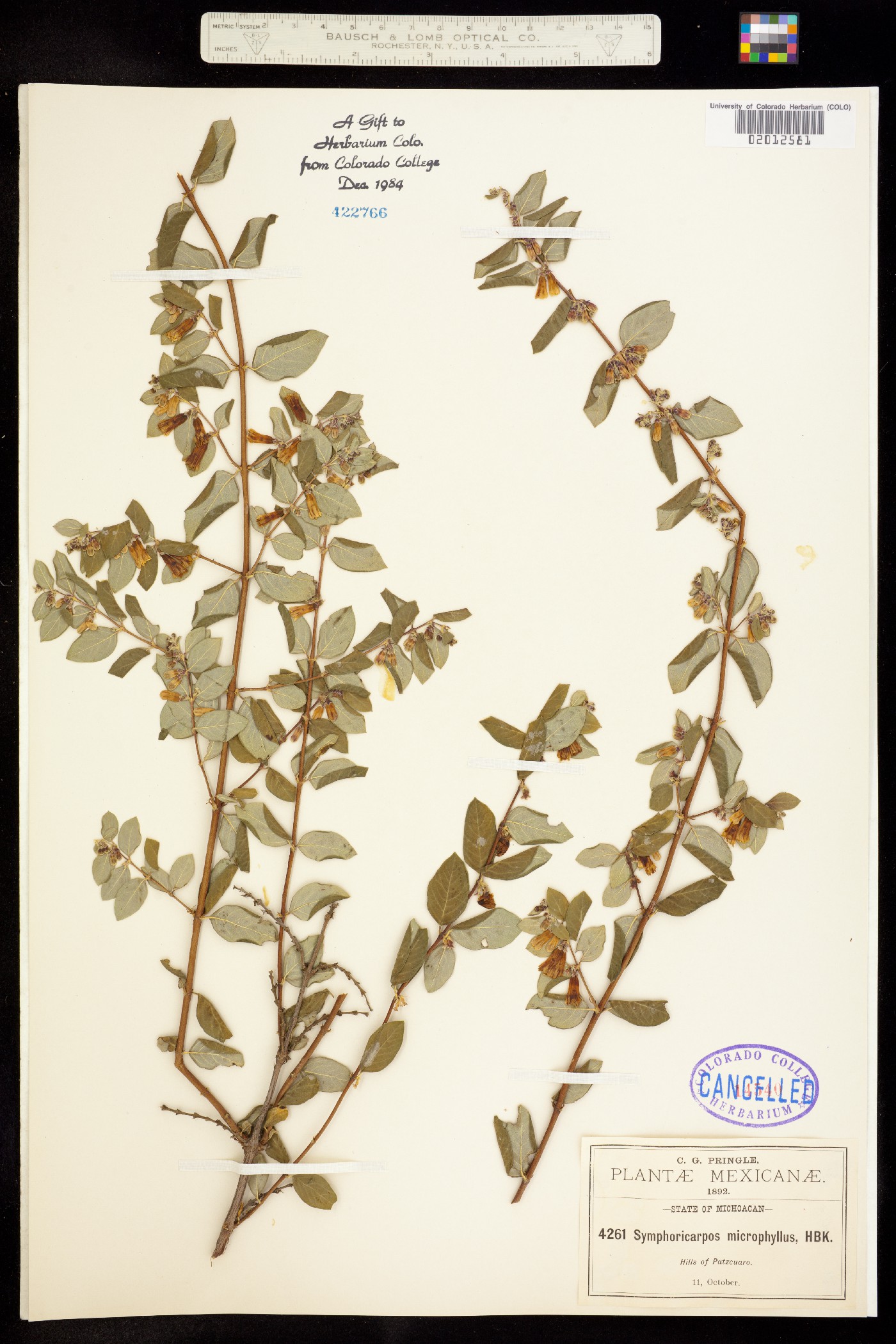 Symphoricarpos microphyllus image