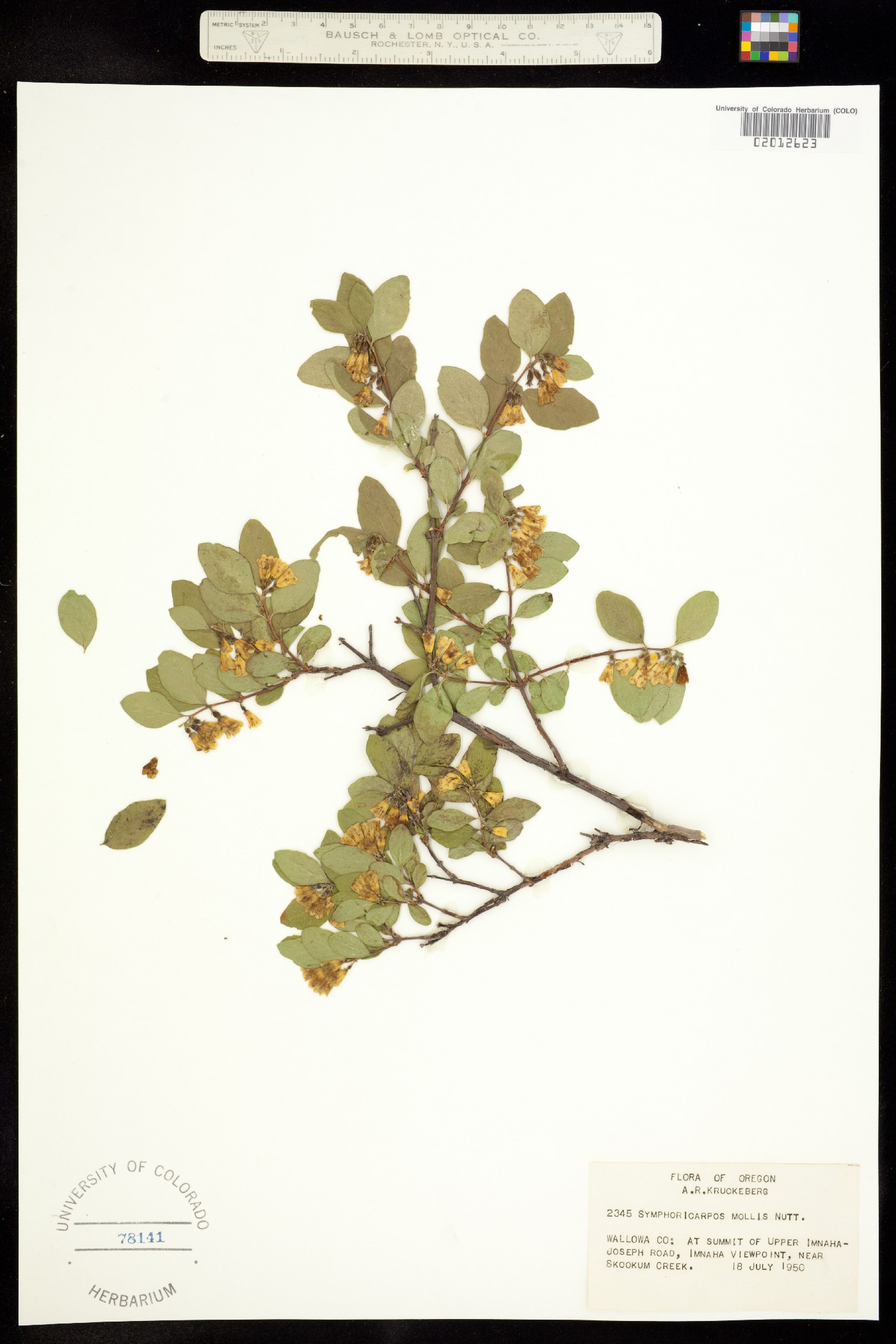 Symphoricarpos mollis image