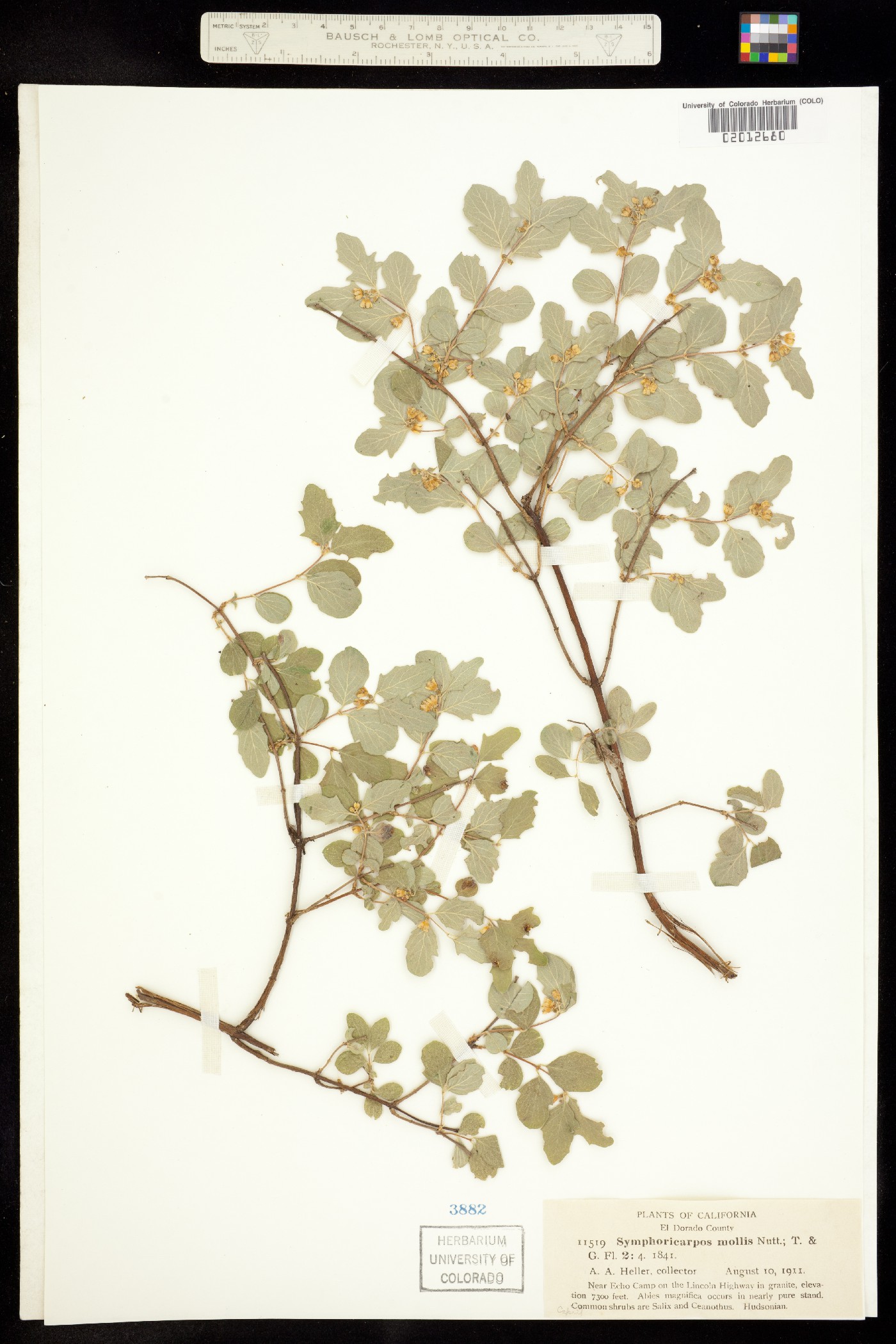 Symphoricarpos mollis image