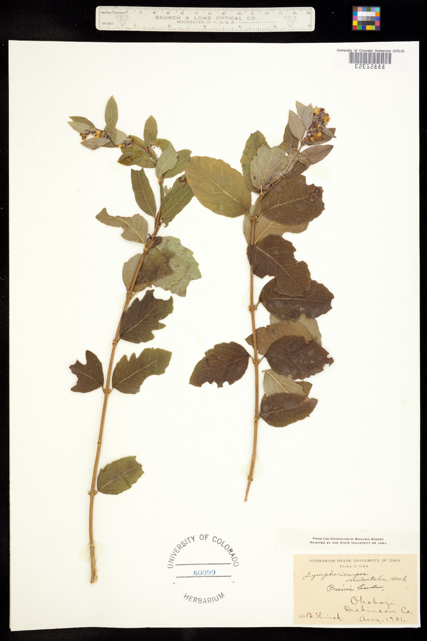 Symphoricarpos occidentalis image