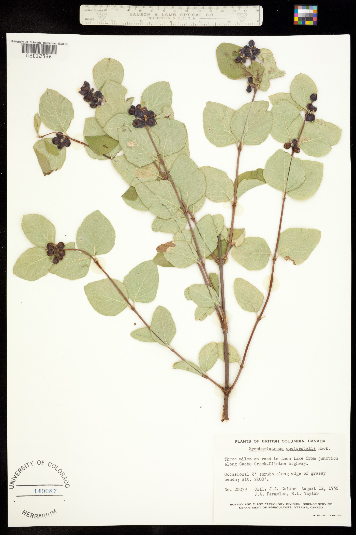 Symphoricarpos occidentalis image
