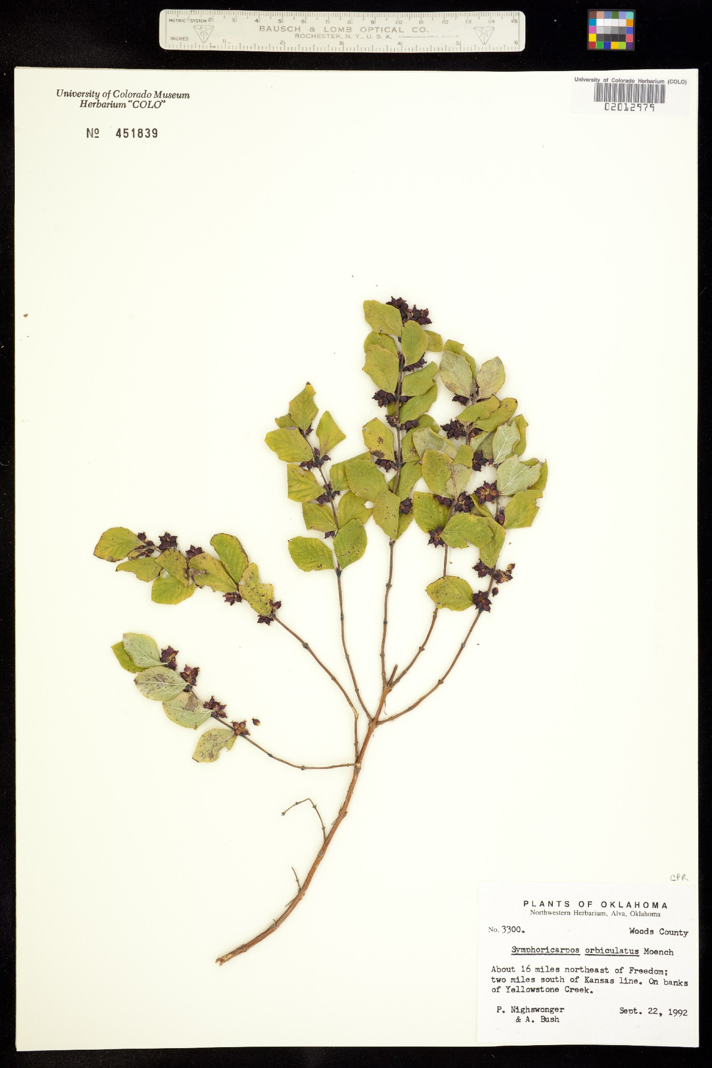Symphoricarpos orbiculatus image