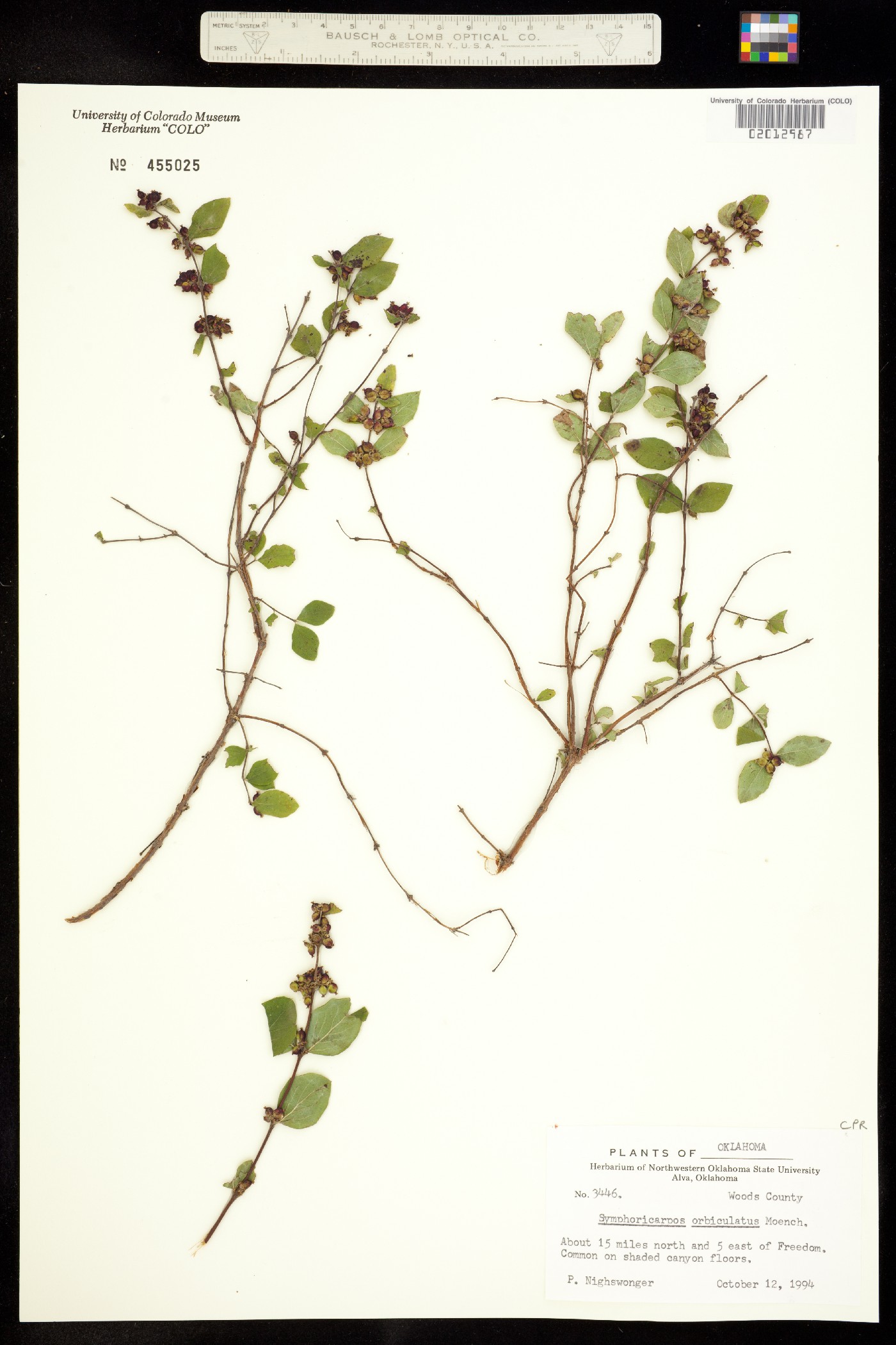 Symphoricarpos orbiculatus image