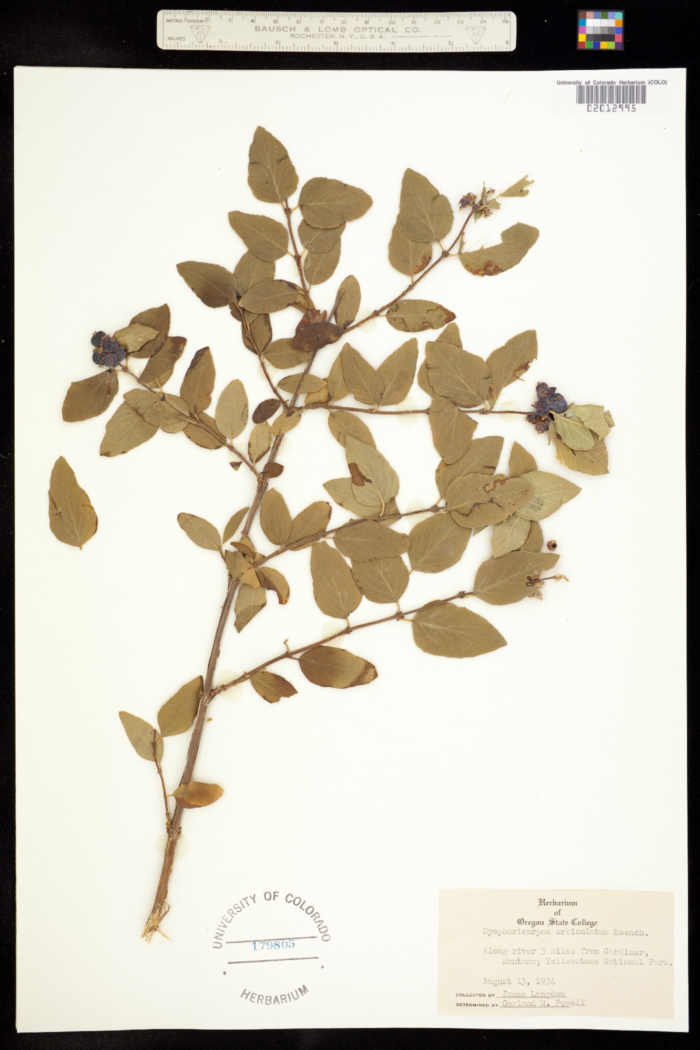 Symphoricarpos orbiculatus image