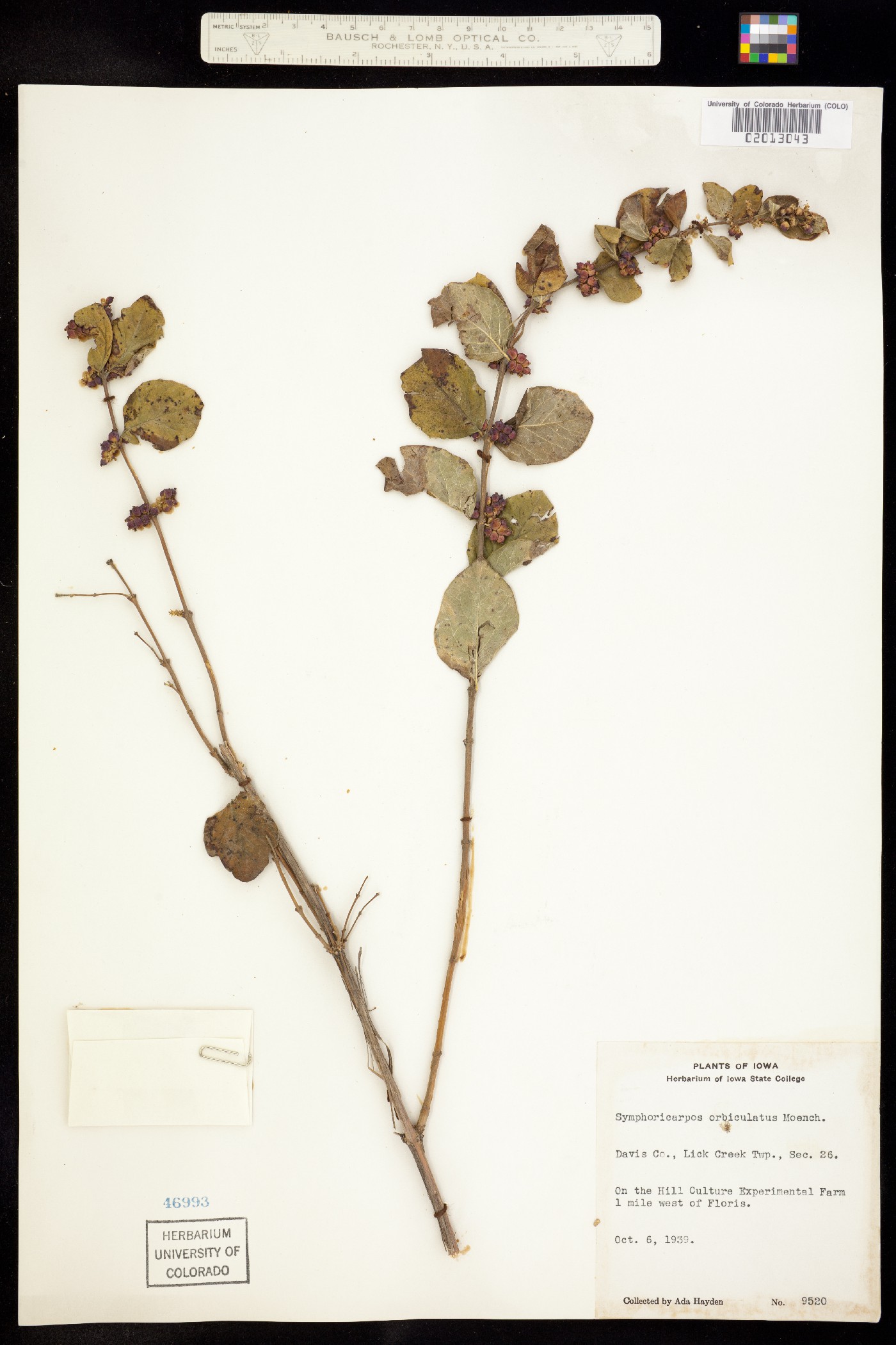 Symphoricarpos orbiculatus image