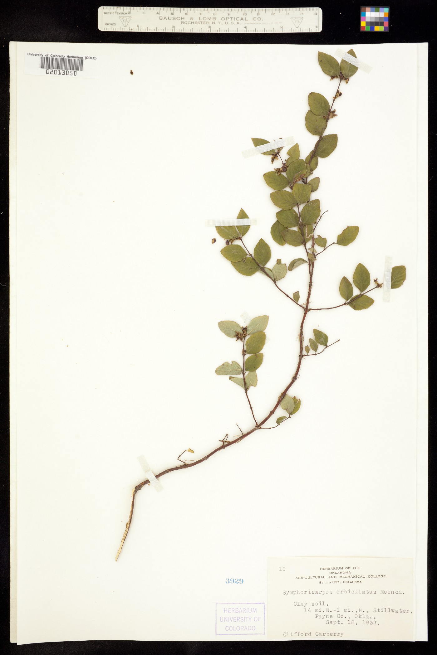 Symphoricarpos orbiculatus image