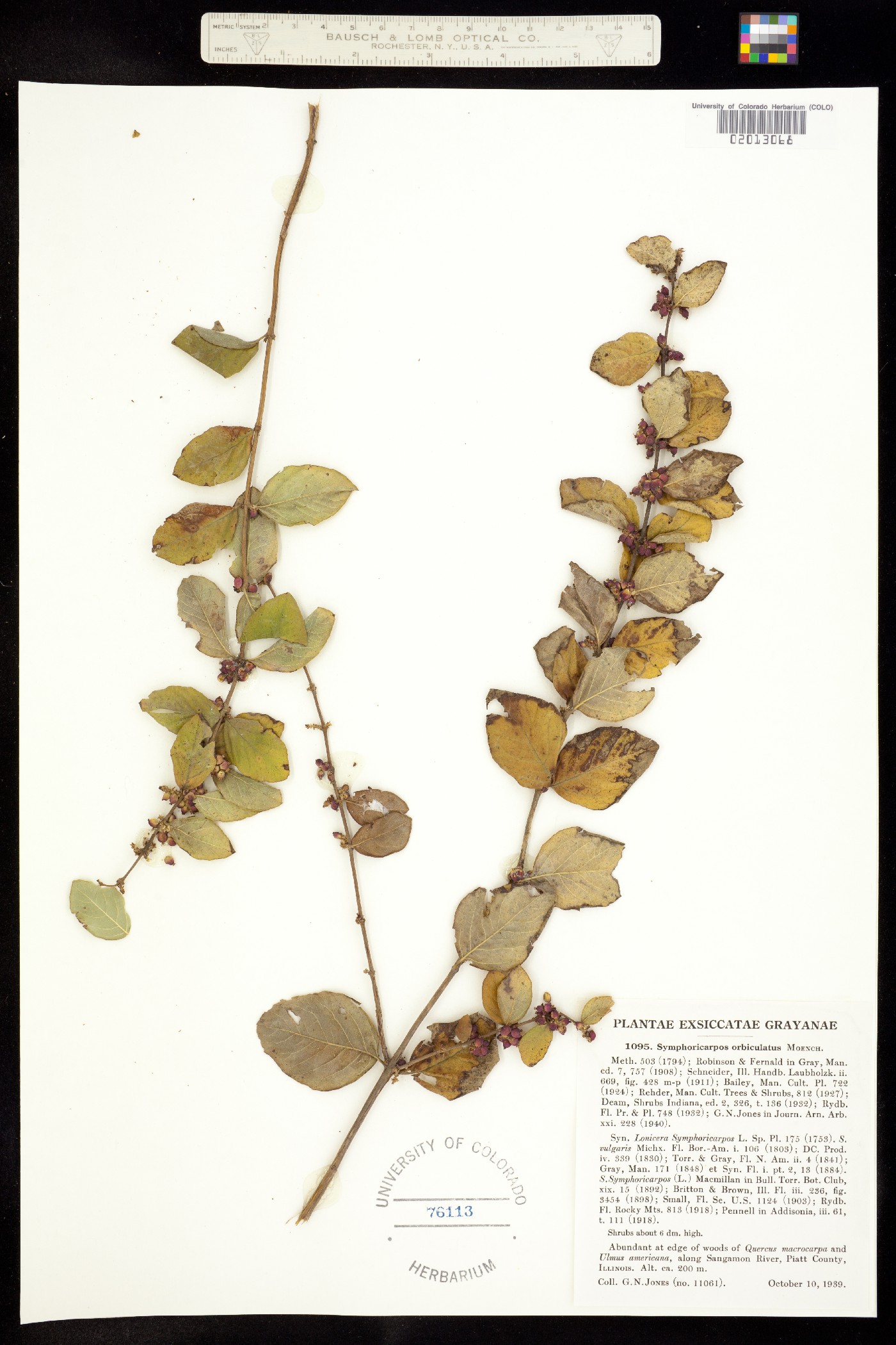 Symphoricarpos orbiculatus image